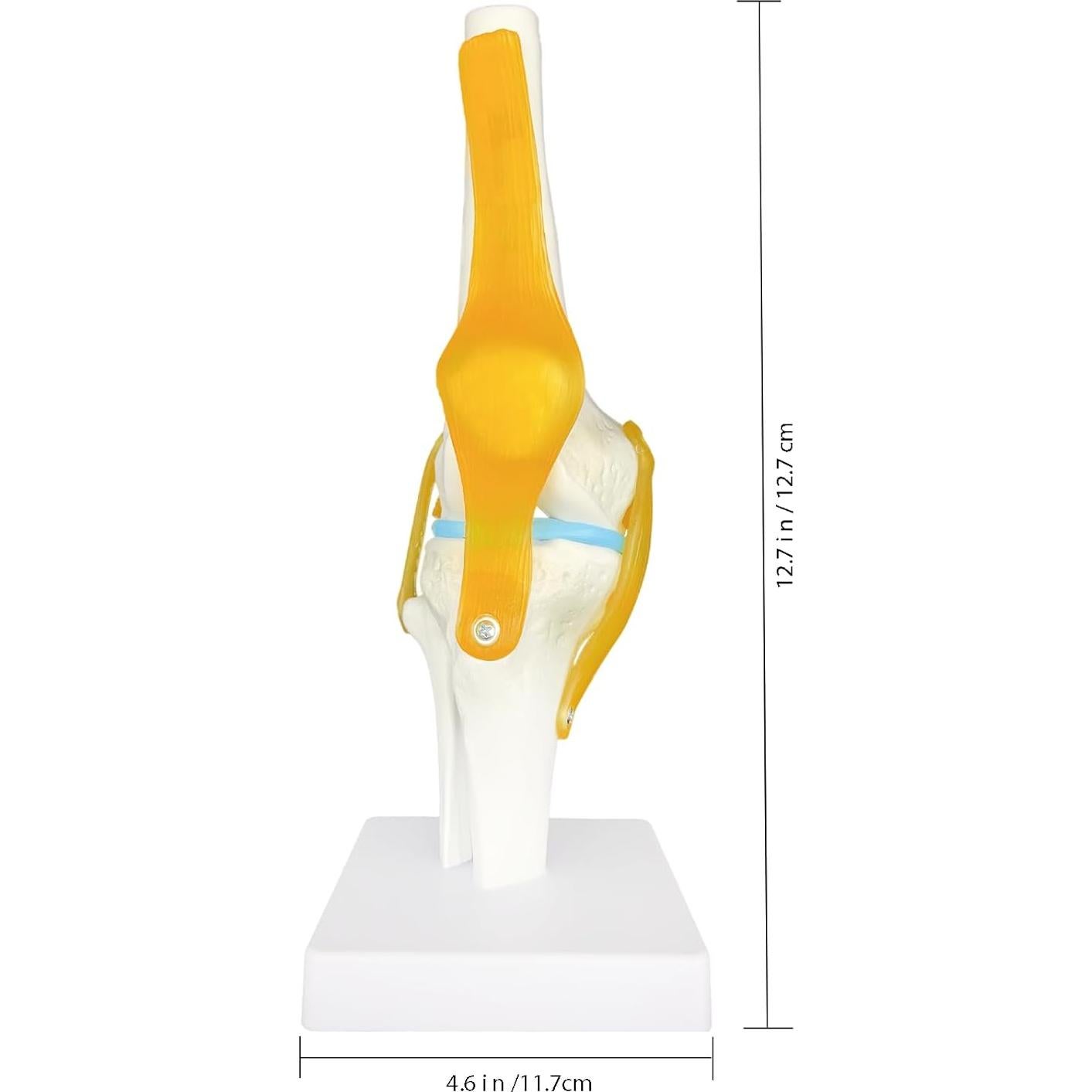 Modelo Anatómico de Rodilla Humana 1:1 con Ligamentos SHILAIYUNZ