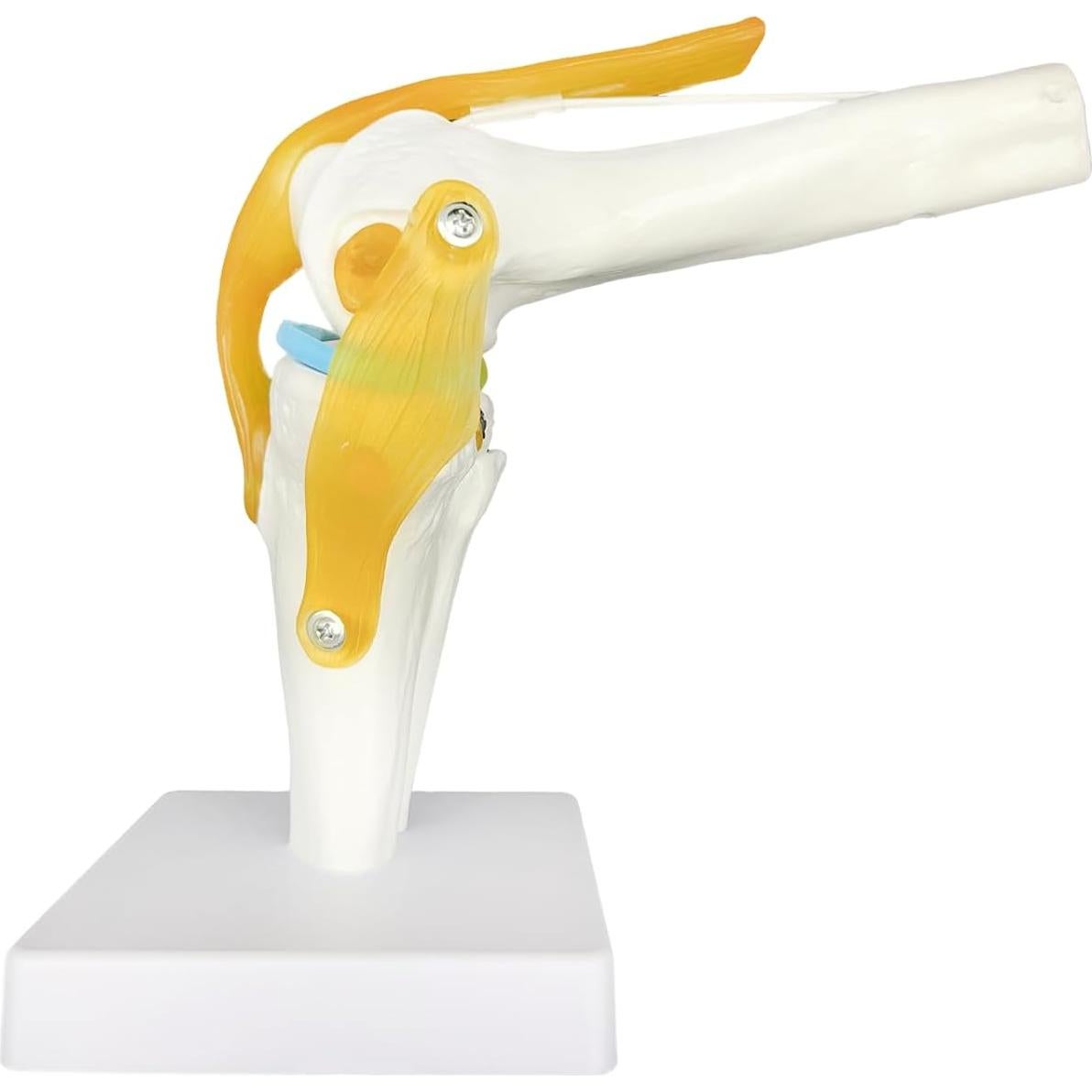 Modelo Anatómico de Rodilla Humana 1:1 con Ligamentos SHILAIYUNZ