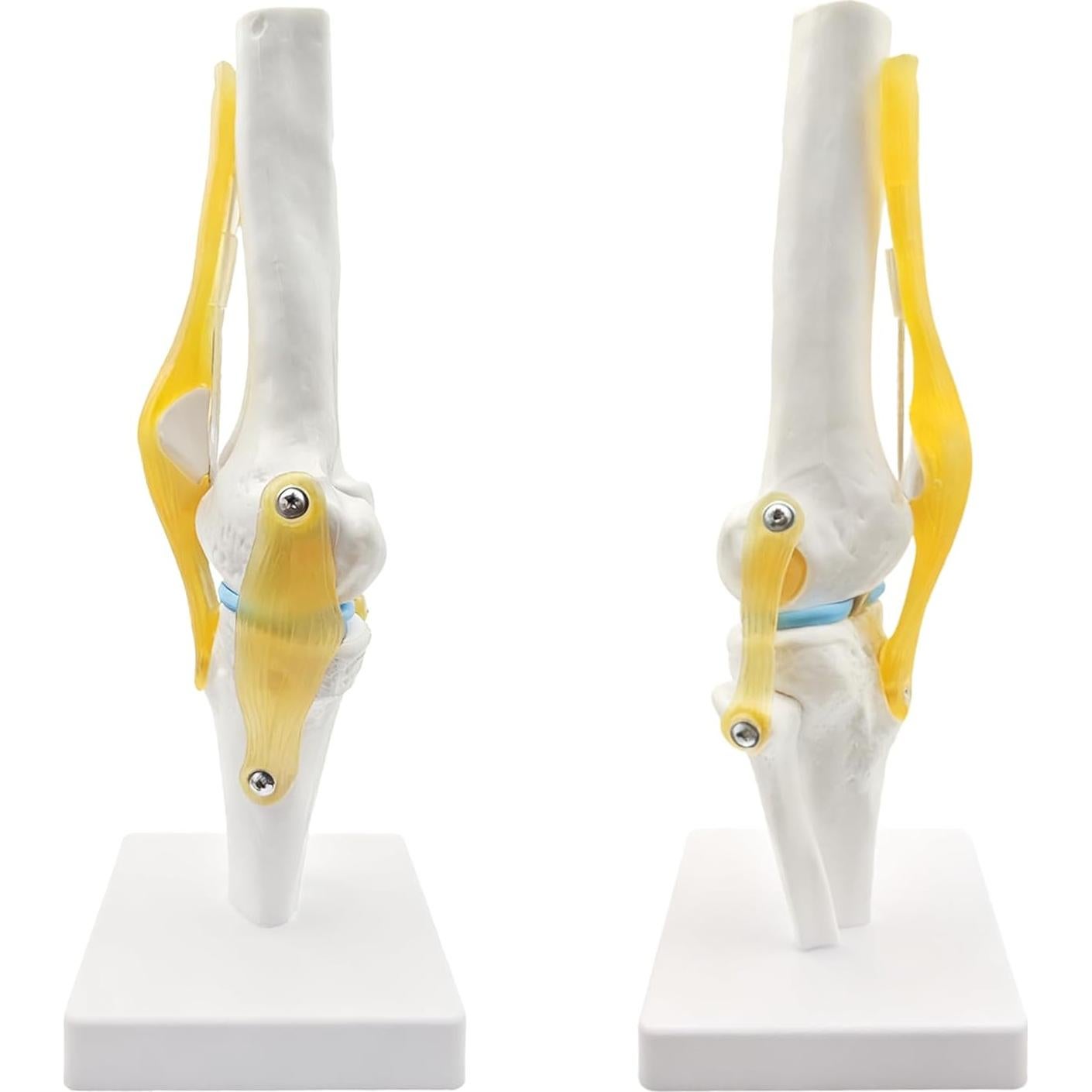 Modelo Anatómico de Rodilla Humana 1:1 con Ligamentos SHILAIYUNZ