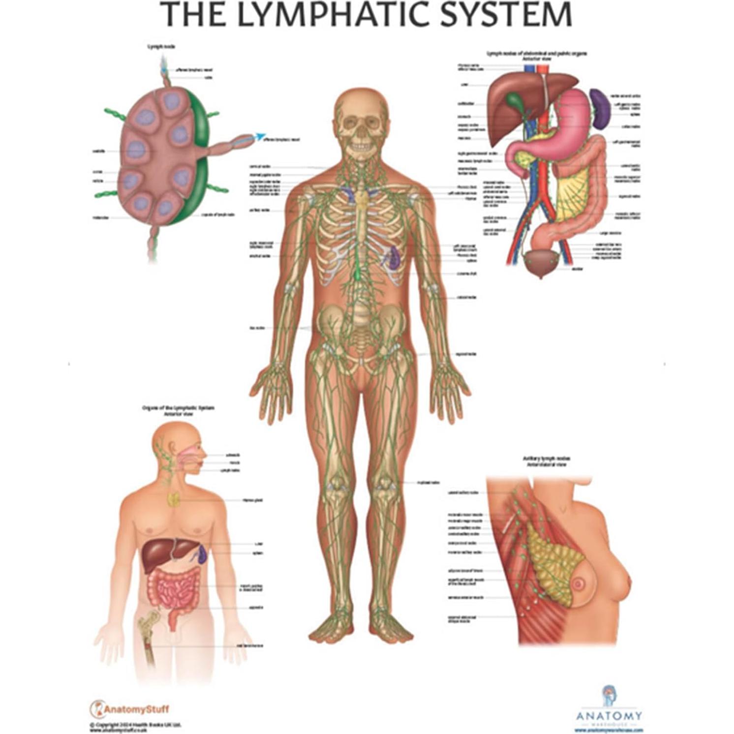 Póster de Anatomía del Sistema Linfático Humano 43.9x57.2cm