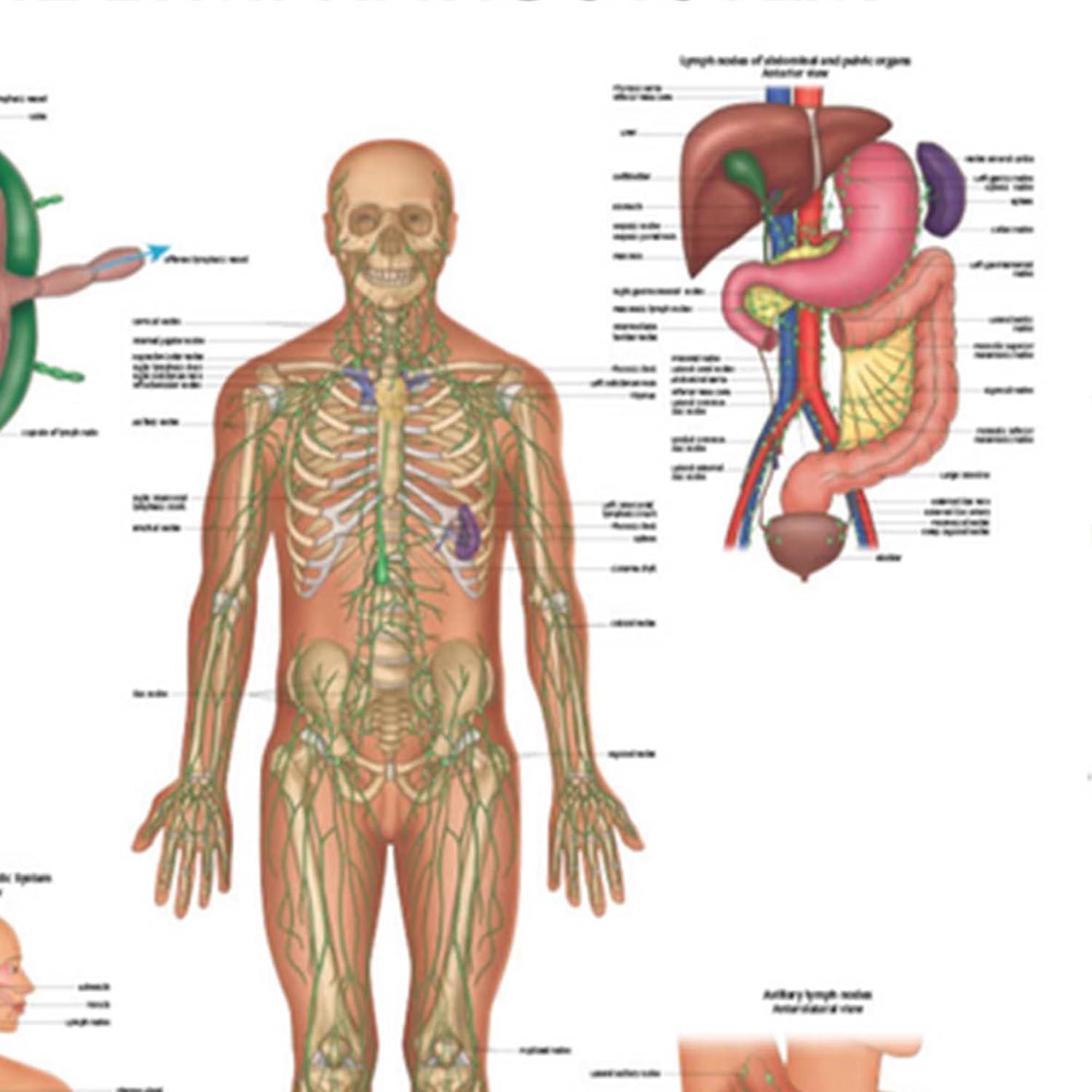 Póster de Anatomía del Sistema Linfático Humano 43.9x57.2cm