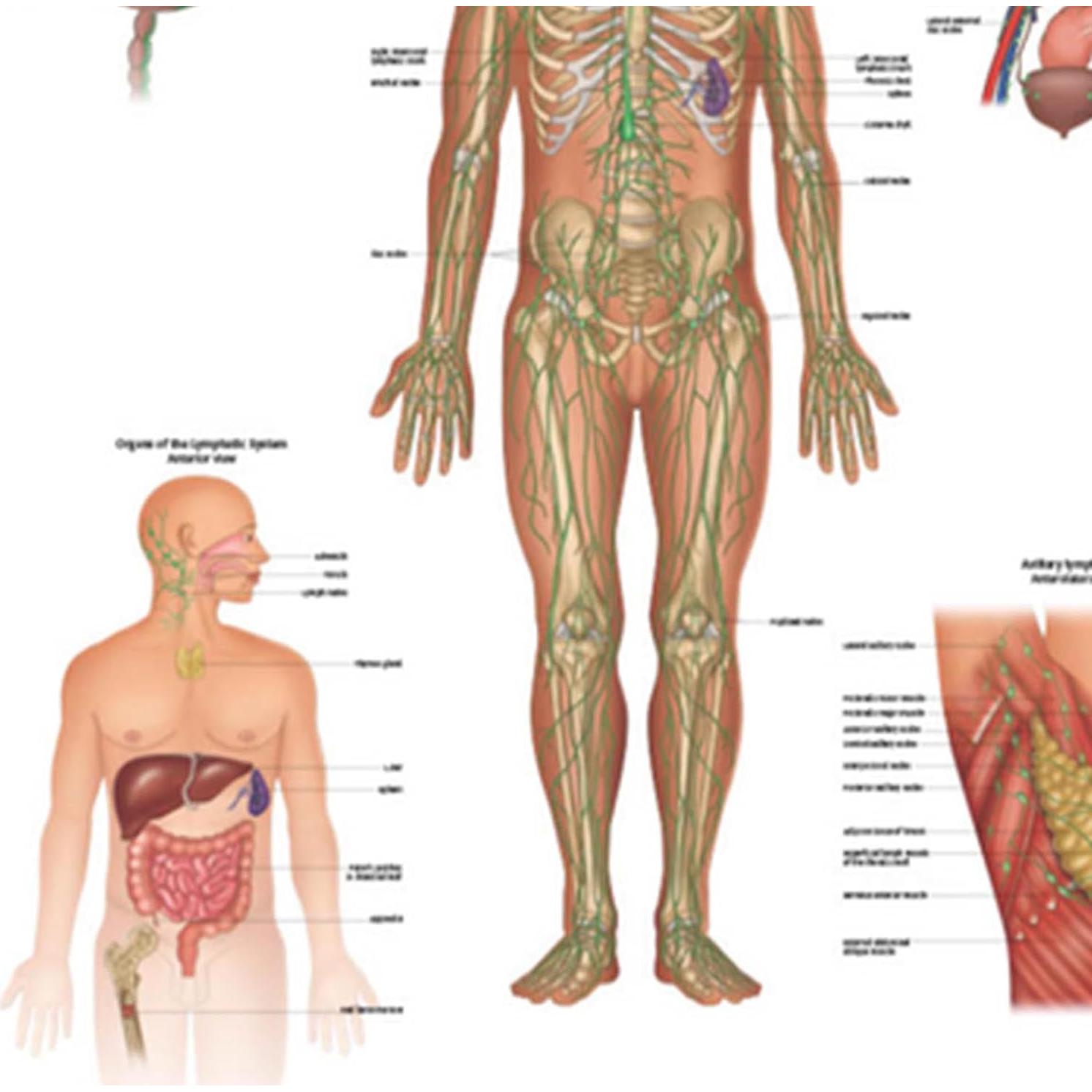 Póster de Anatomía del Sistema Linfático Humano 43.9x57.2cm