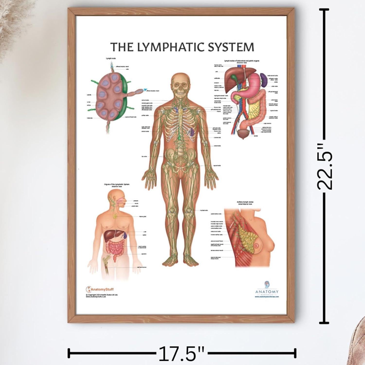 Póster de Anatomía del Sistema Linfático Humano 43.9x57.2cm