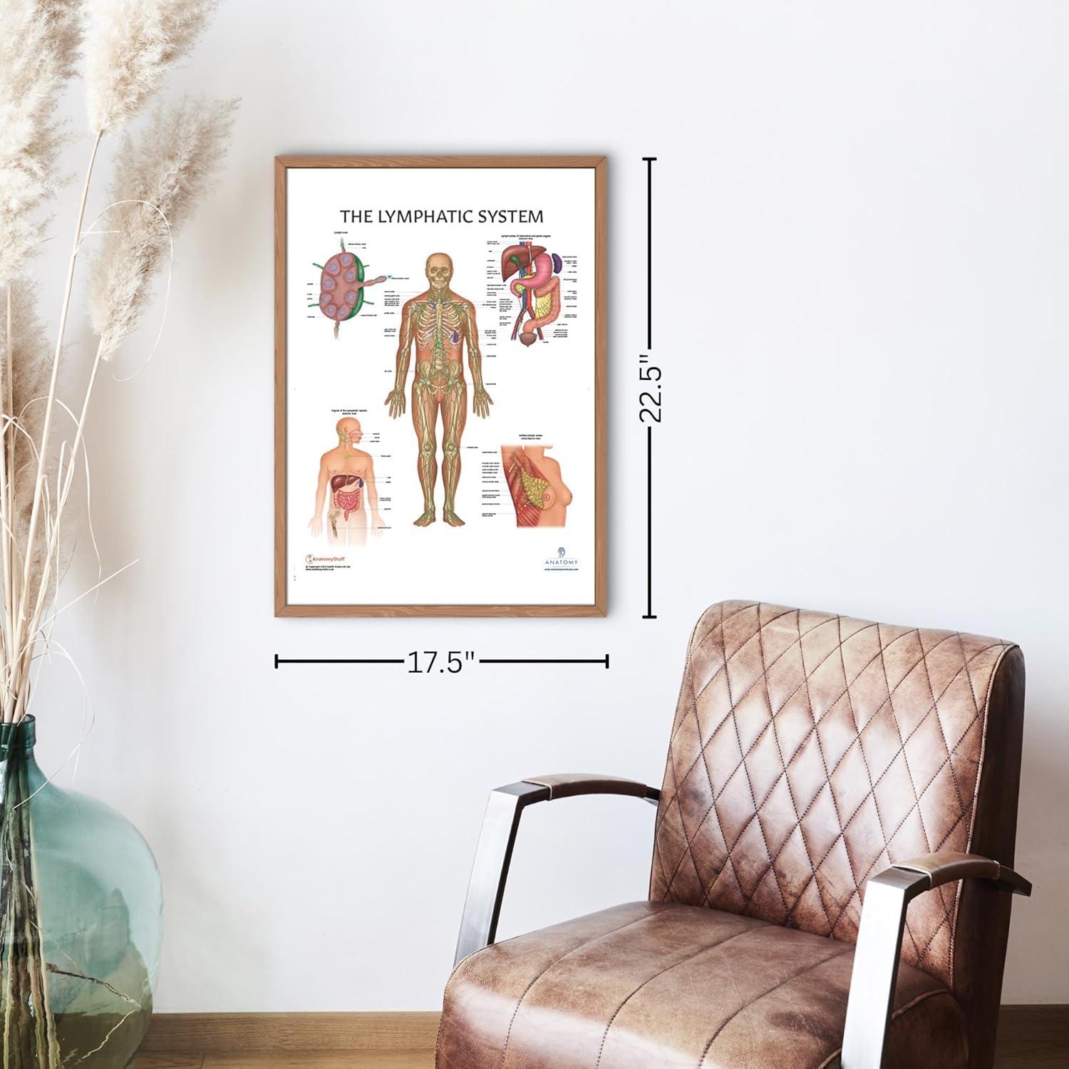 Póster de Anatomía del Sistema Linfático Humano 43.9x57.2cm