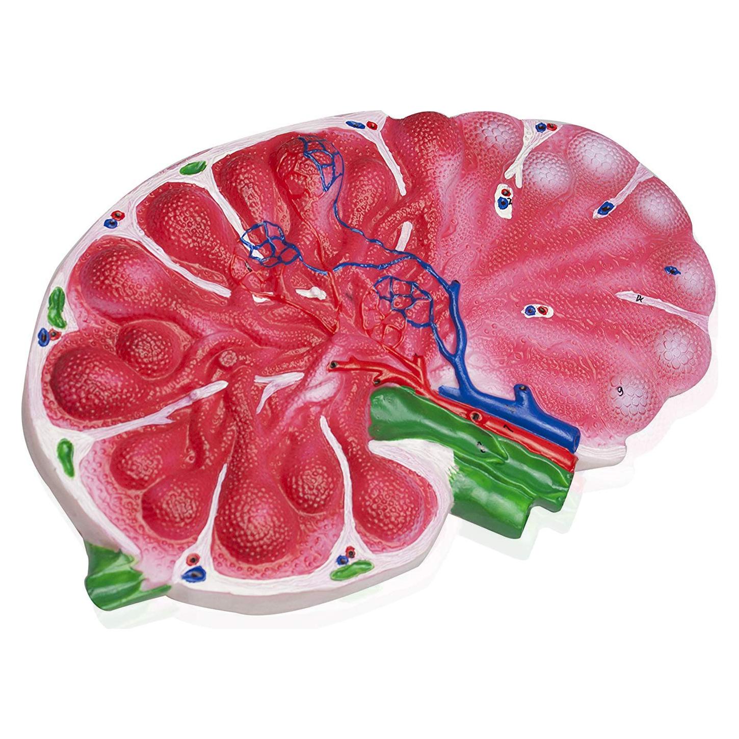Modelo de Nodo Linfático Humano Vision Scientific 30.5x20.3cm