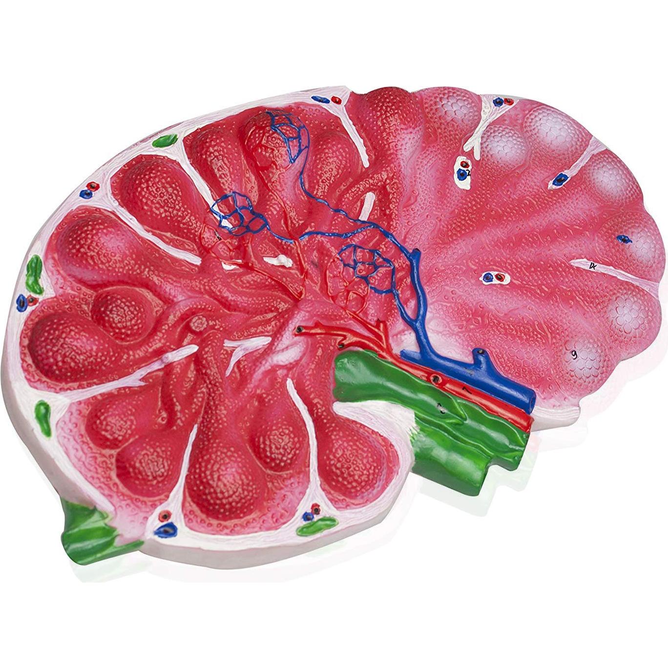 Modelo de Nodo Linfático Humano Vision Scientific 30.5x20.3cm