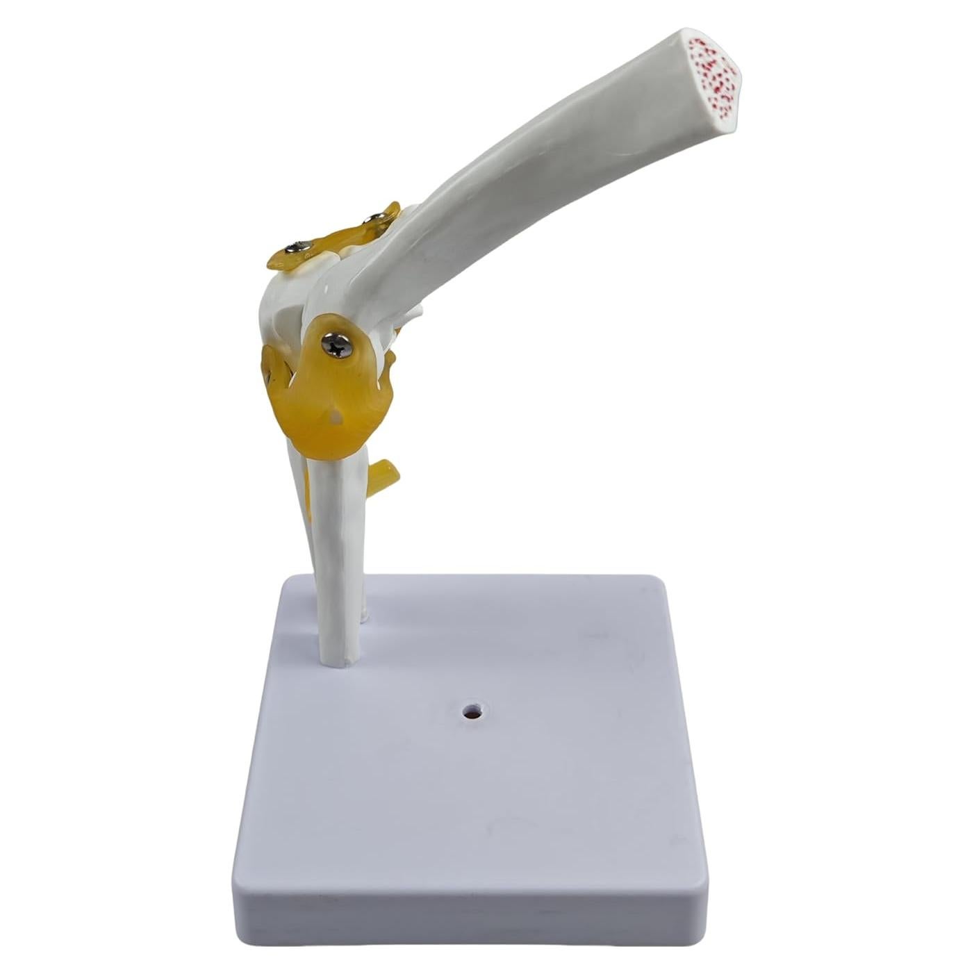 Modelo Anatómico del Codo Humano 1:1 YshanEdutrix - Estructura Ósea Detallada