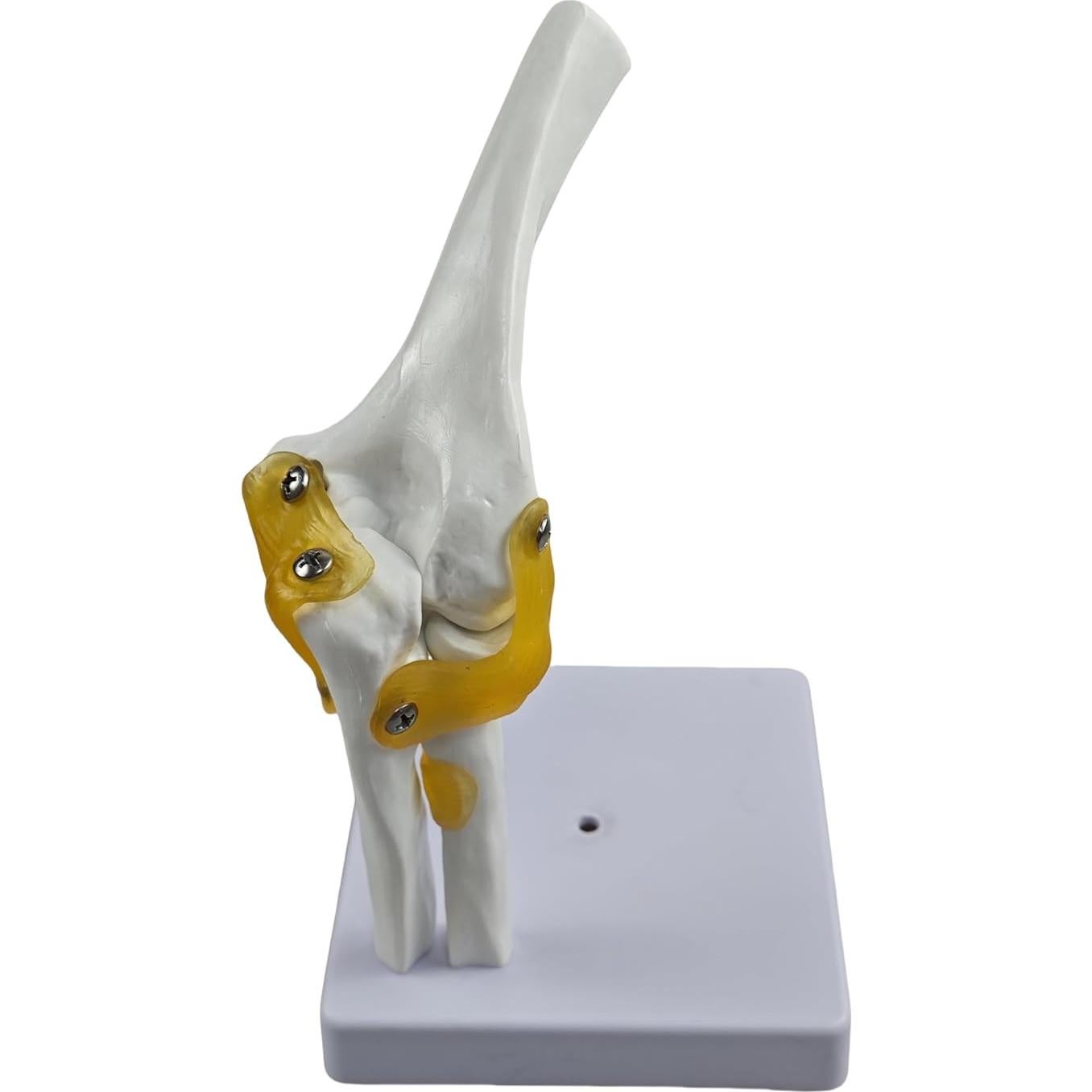 Modelo Anatómico del Codo Humano 1:1 YshanEdutrix - Estructura Ósea Detallada