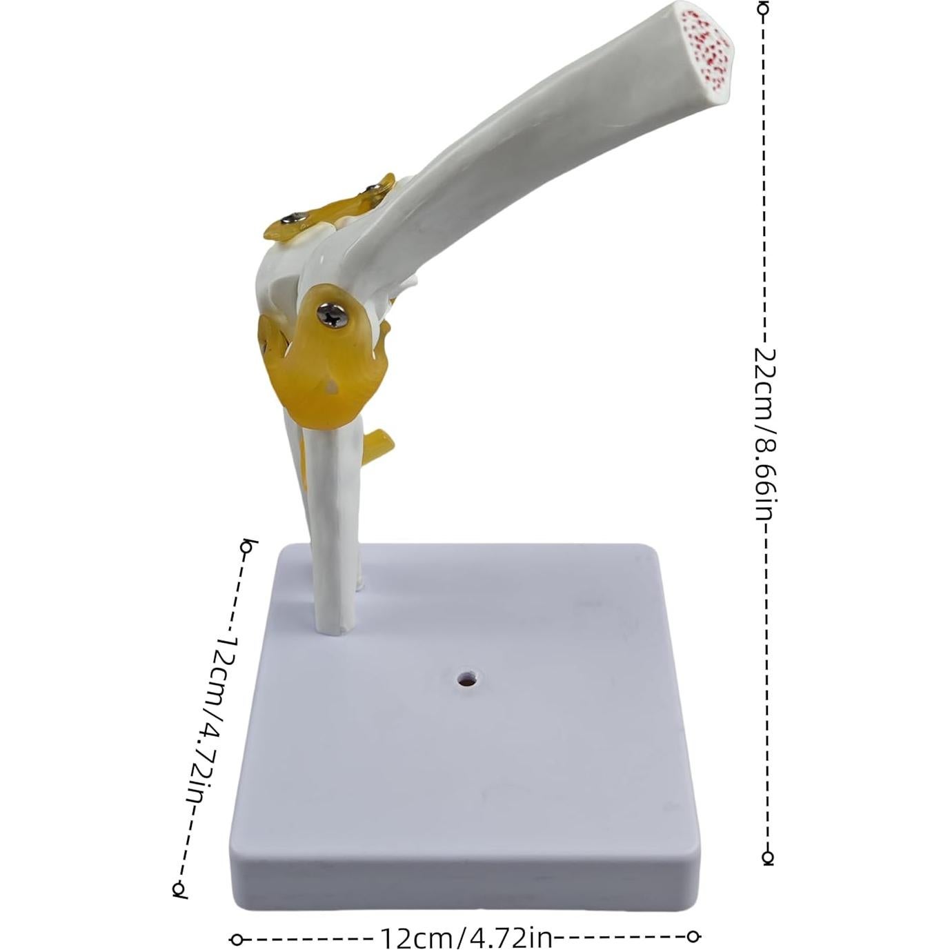 Modelo Anatómico del Codo Humano 1:1 YshanEdutrix - Estructura Ósea Detallada