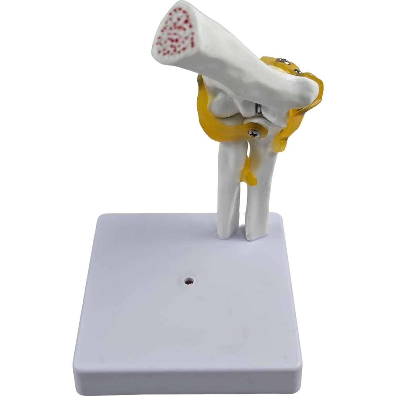 Modelo Anatómico del Codo Humano 1:1 YshanEdutrix - Estructura Ósea Detallada