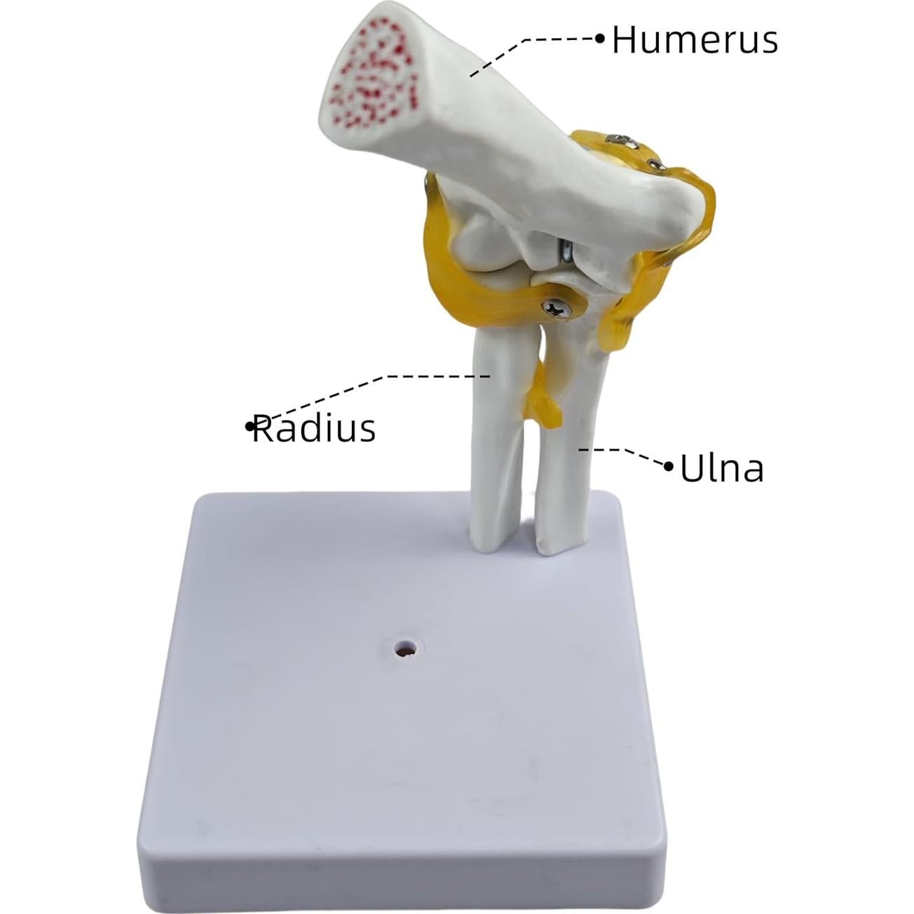 Modelo Anatómico del Codo Humano 1:1 YshanEdutrix - Estructura Ósea Detallada