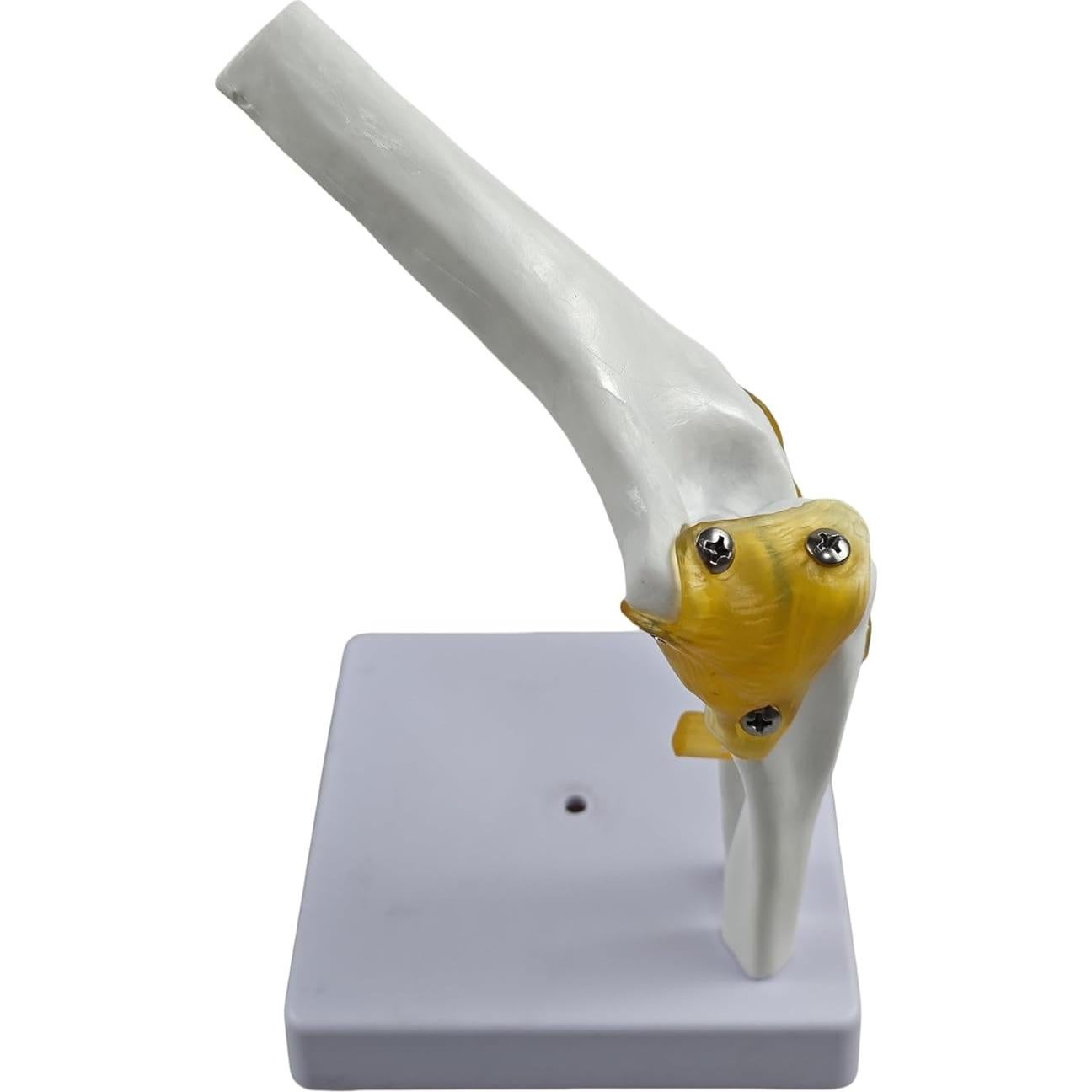 Modelo Anatómico del Codo Humano 1:1 YshanEdutrix - Estructura Ósea Detallada