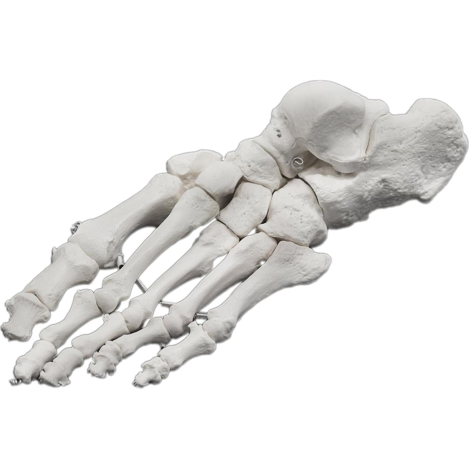 Modelo de Pie Izquierdo Humano Articulado Eisco Labs 21.6cm