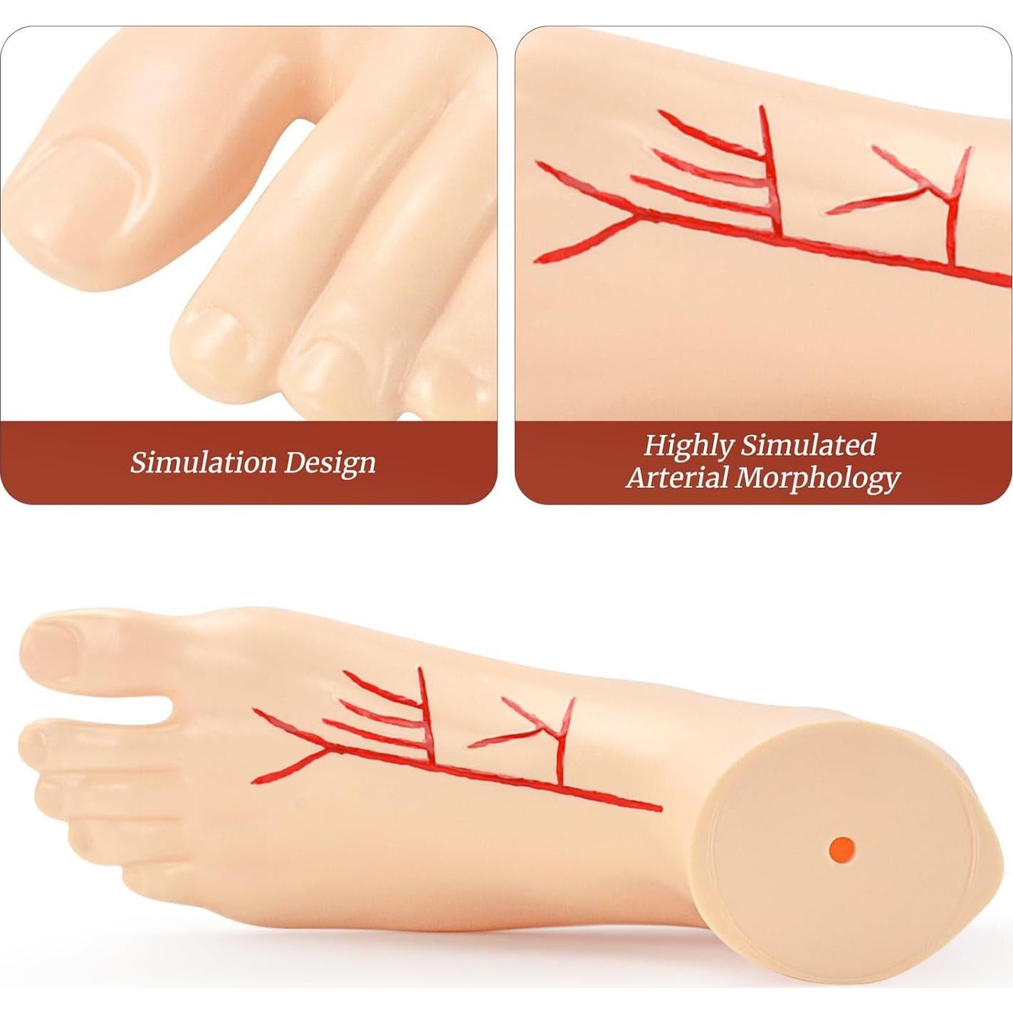 Modelo Anatómico de Pie Izquierdo Simedutech 1:1 con Sistema Arterial