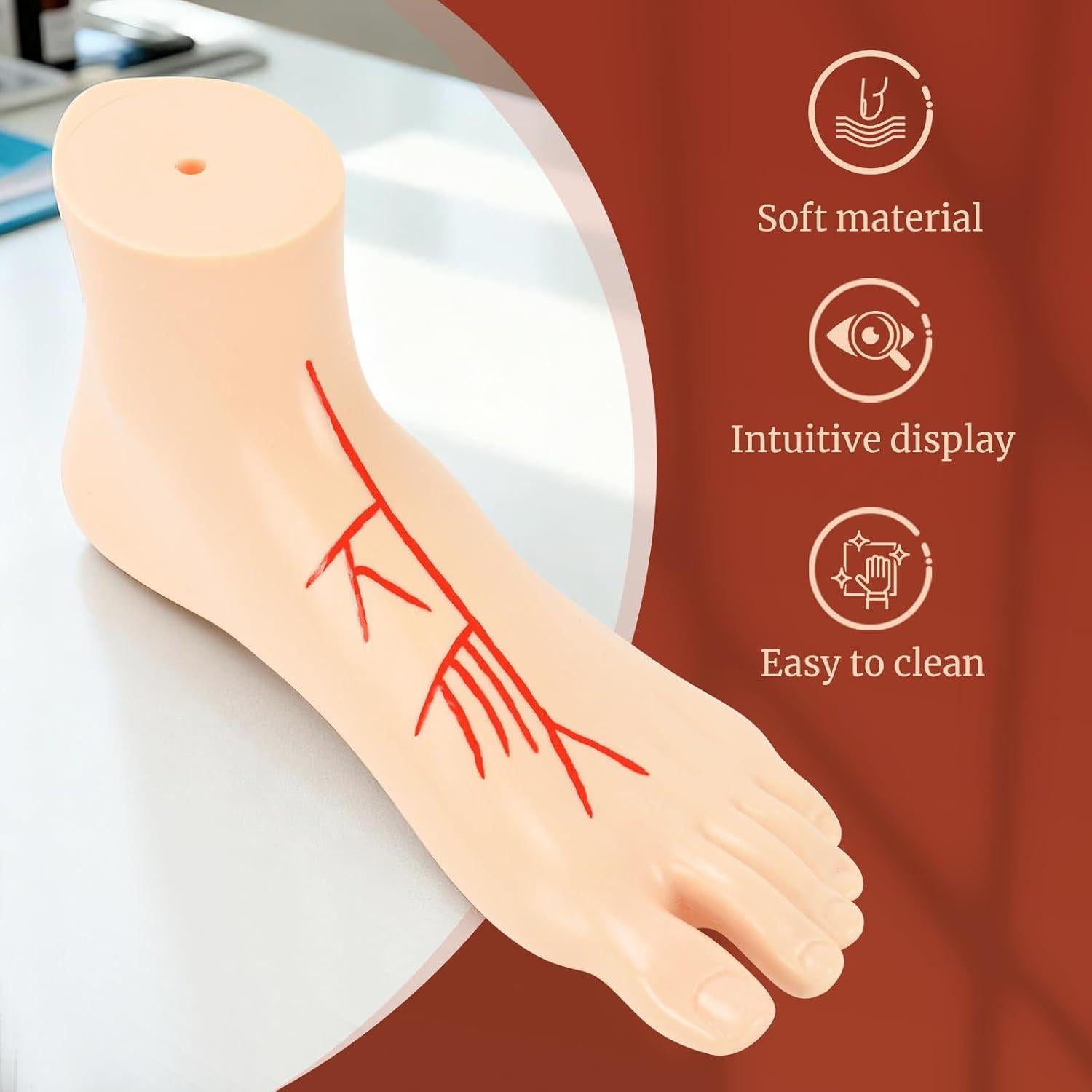 Modelo Anatómico de Pie Izquierdo Simedutech 1:1 con Sistema Arterial