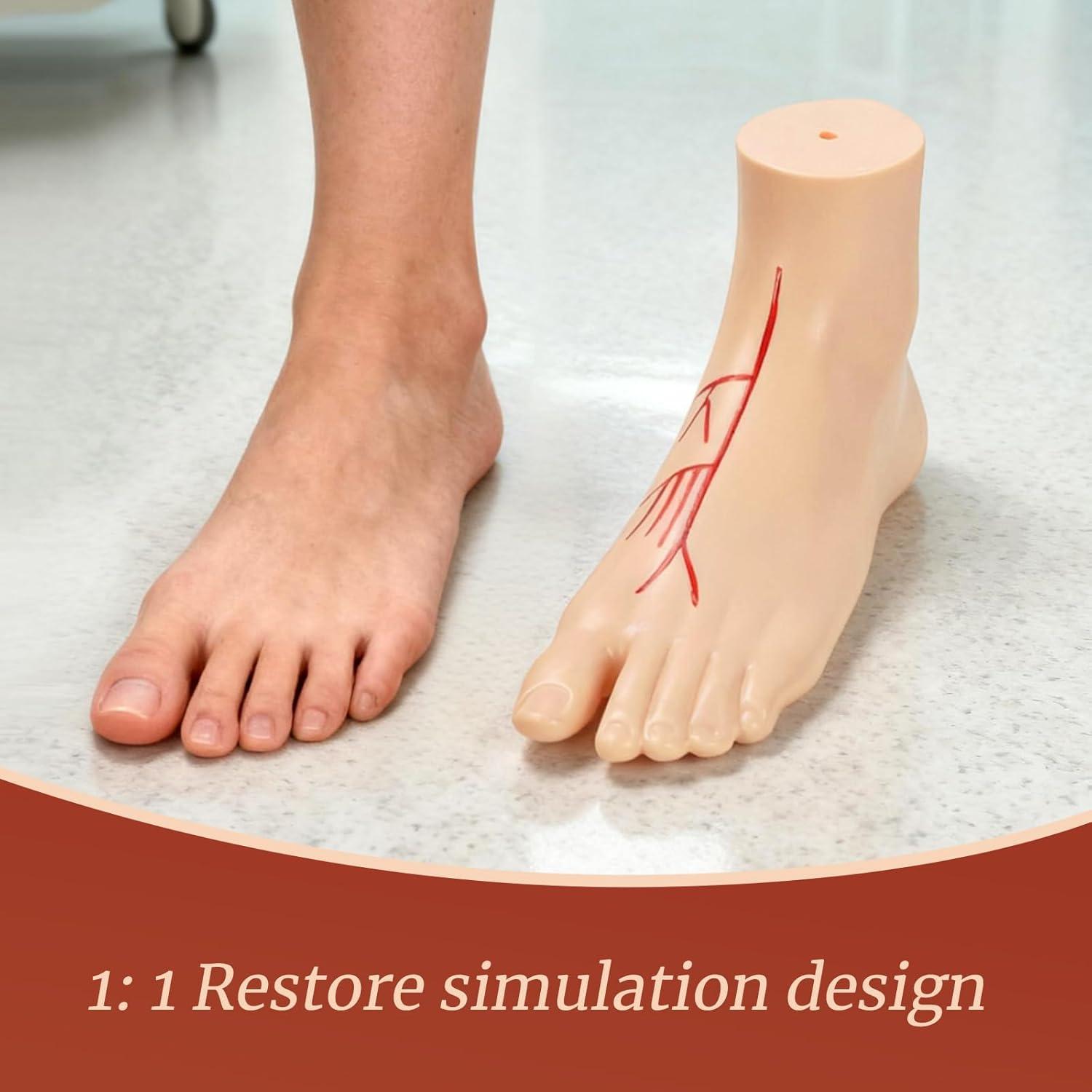 Modelo Anatómico de Pie Izquierdo Simedutech 1:1 con Sistema Arterial