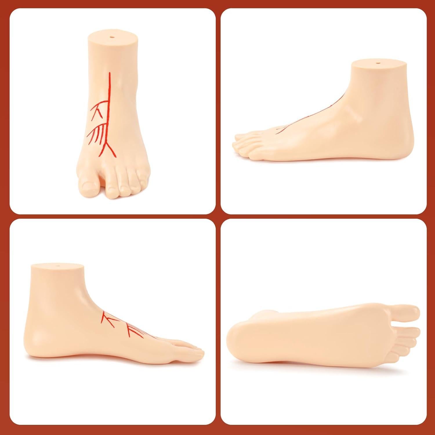 Modelo Anatómico de Pie Izquierdo Simedutech 1:1 con Sistema Arterial