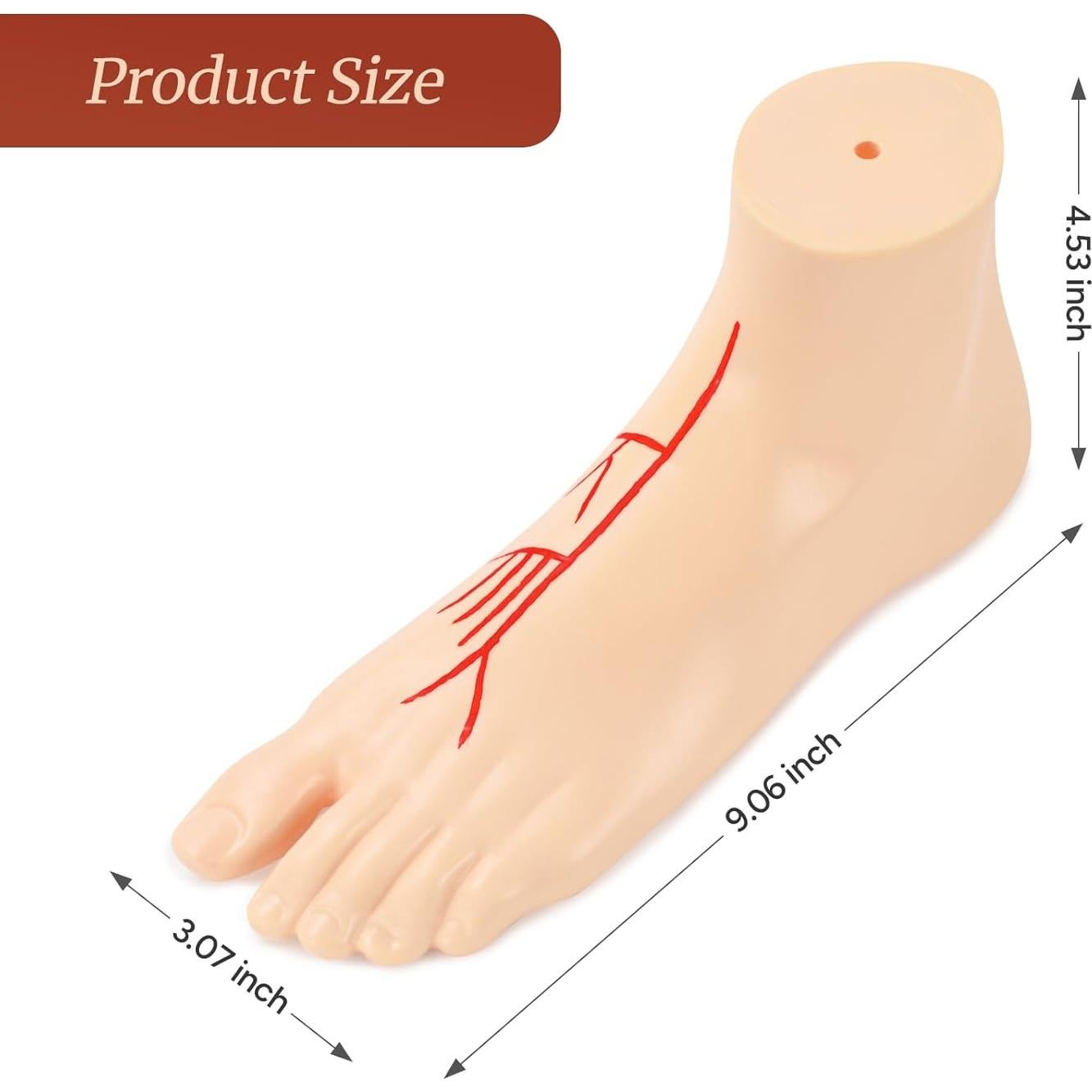 Modelo Anatómico de Pie Izquierdo Simedutech 1:1 con Sistema Arterial