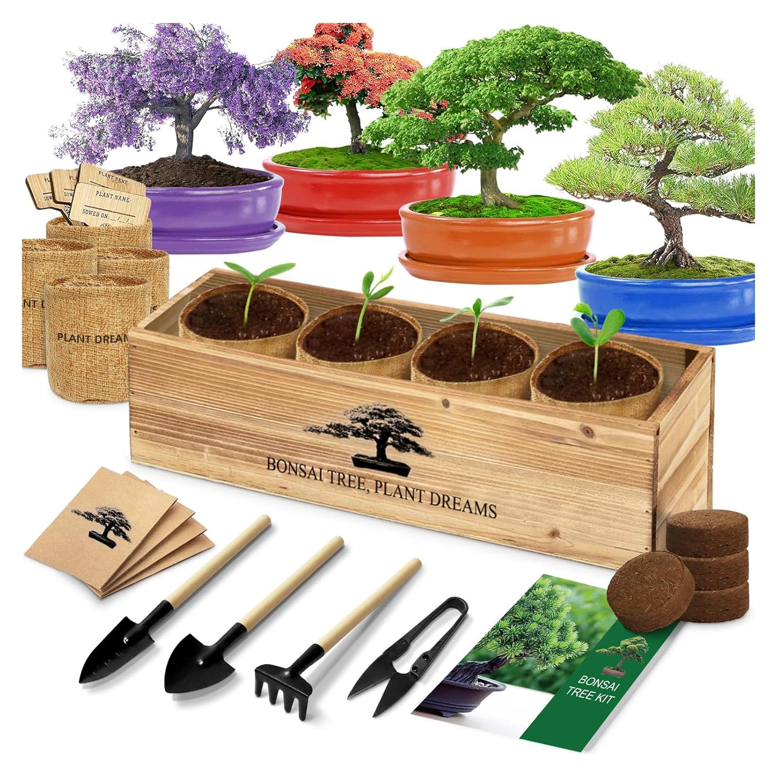 Kit de Bonsai Completo para Principiantes - 4 Semillas y Herramientas