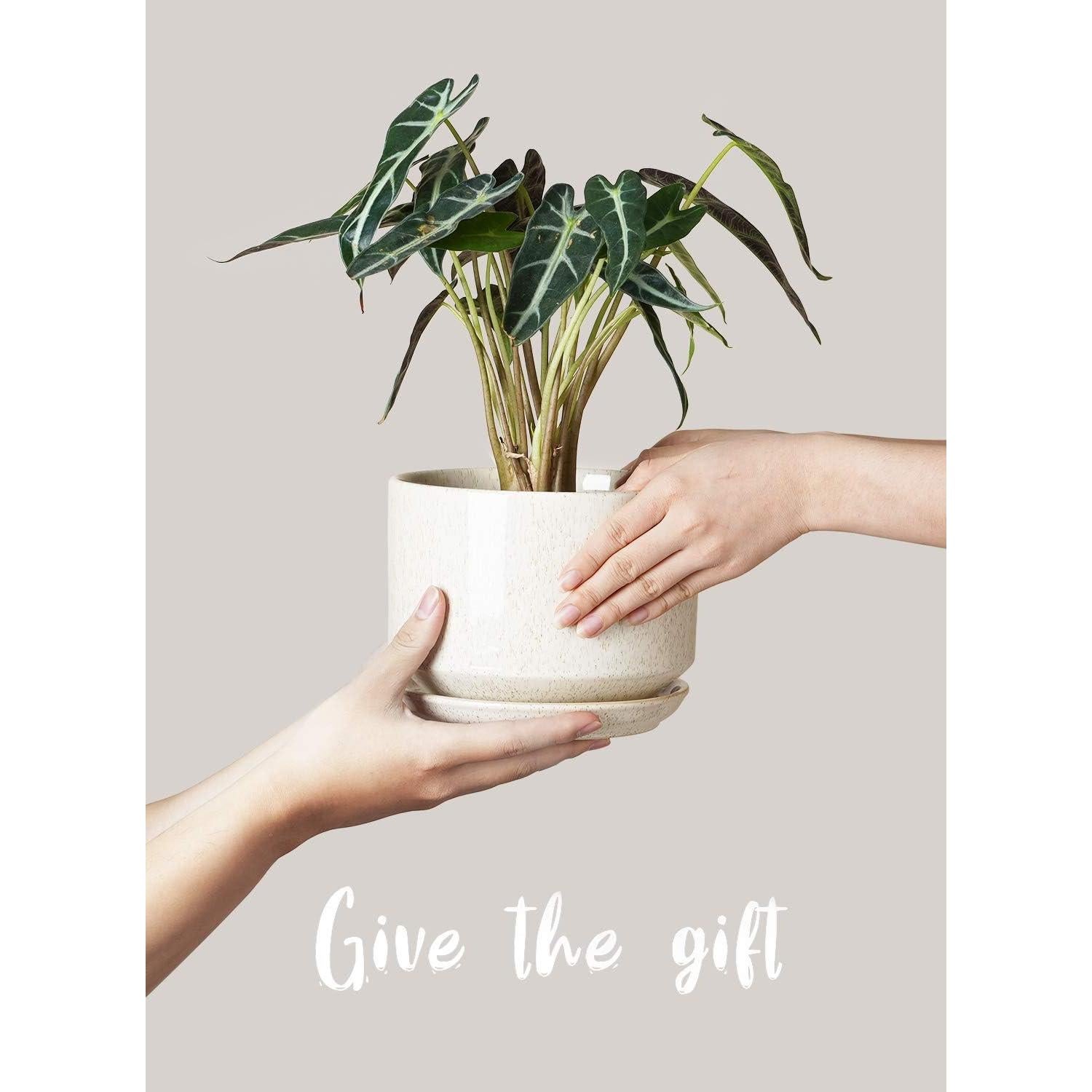 Macetas de Cerámica LE TAUCI Set de 3 con Drenaje Beige