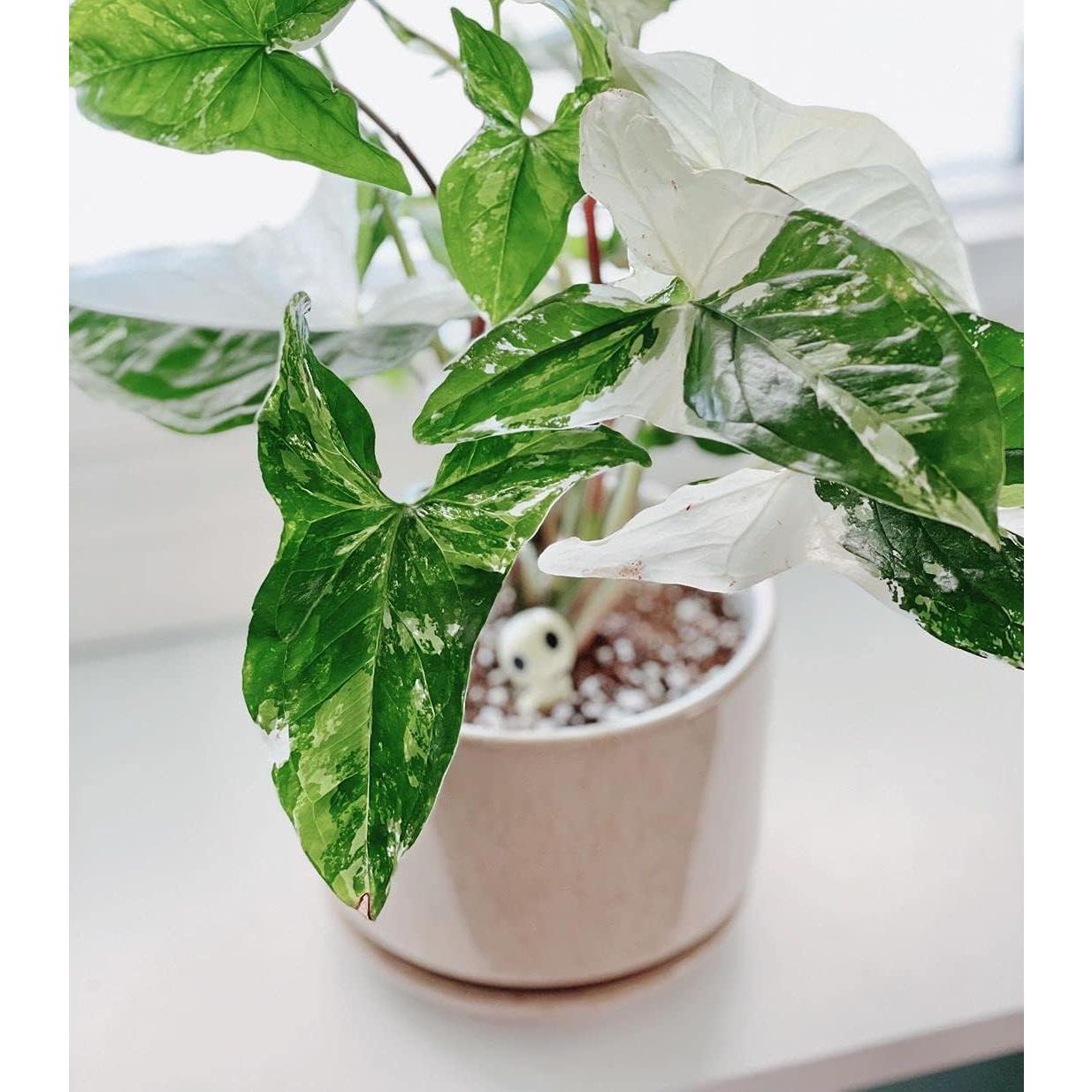 Macetas de Cerámica LE TAUCI Set de 3 con Drenaje Beige