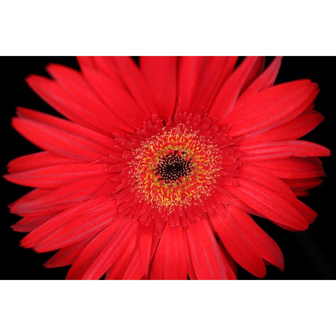 Lente Canon RF 35mm f/1.8 Macro STM - 0.17m Enfoque