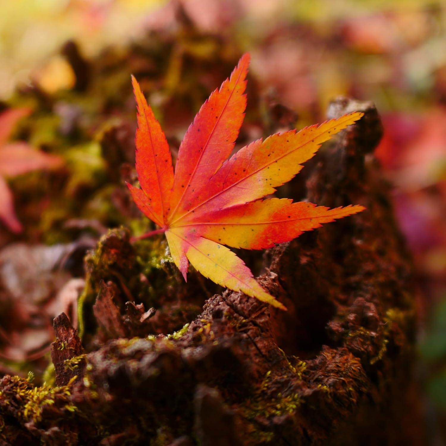 Lente Panasonic Leica H-X015E 15mm f/1.7 Negro