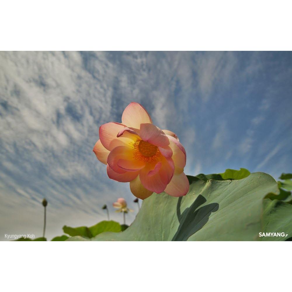 Lente Samyang 14mm T3.1 VDSLR II para Cámara Sony E-Mount