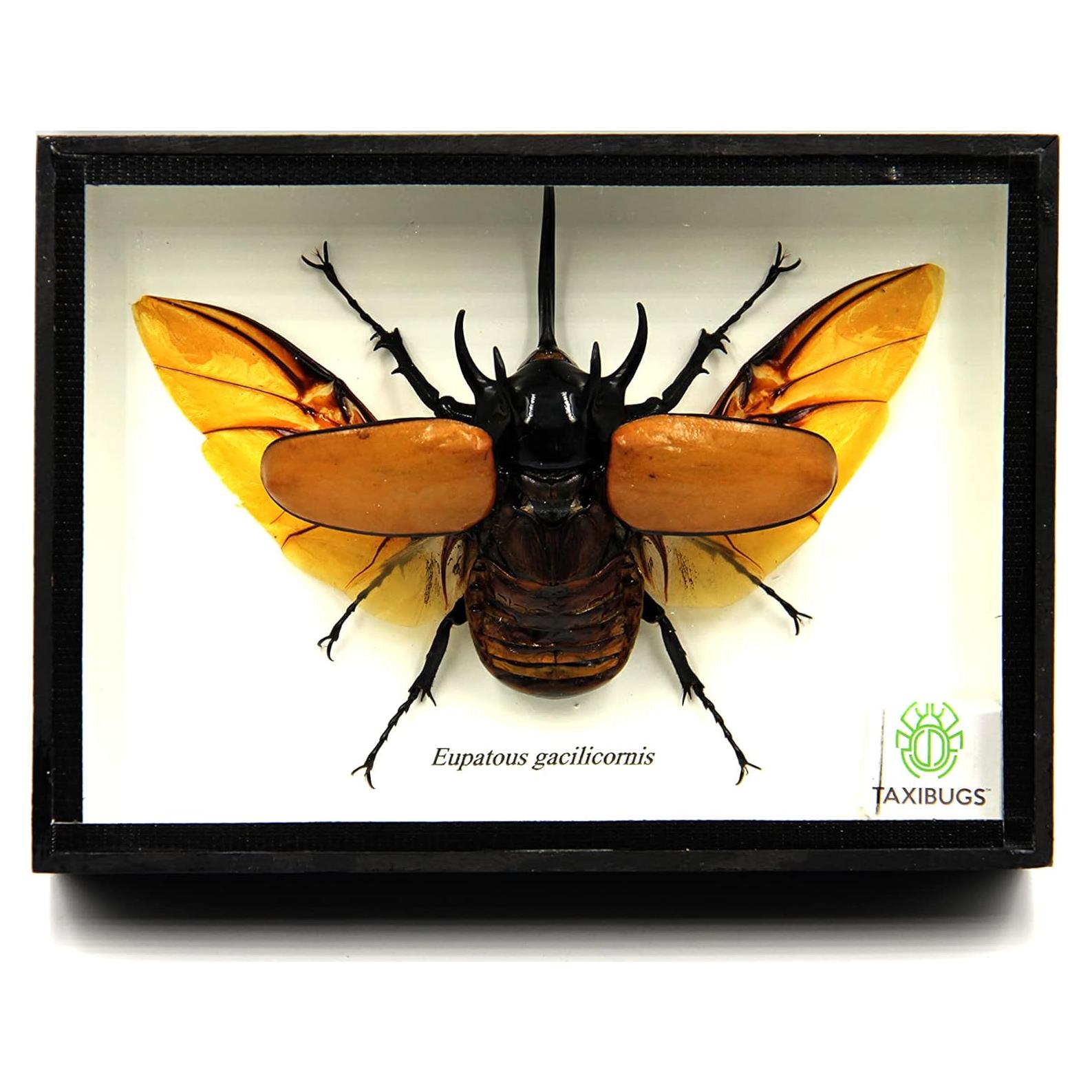 Escarabajo Real de 5 Cuernos TAXIBUGS en Caja de Madera Negra