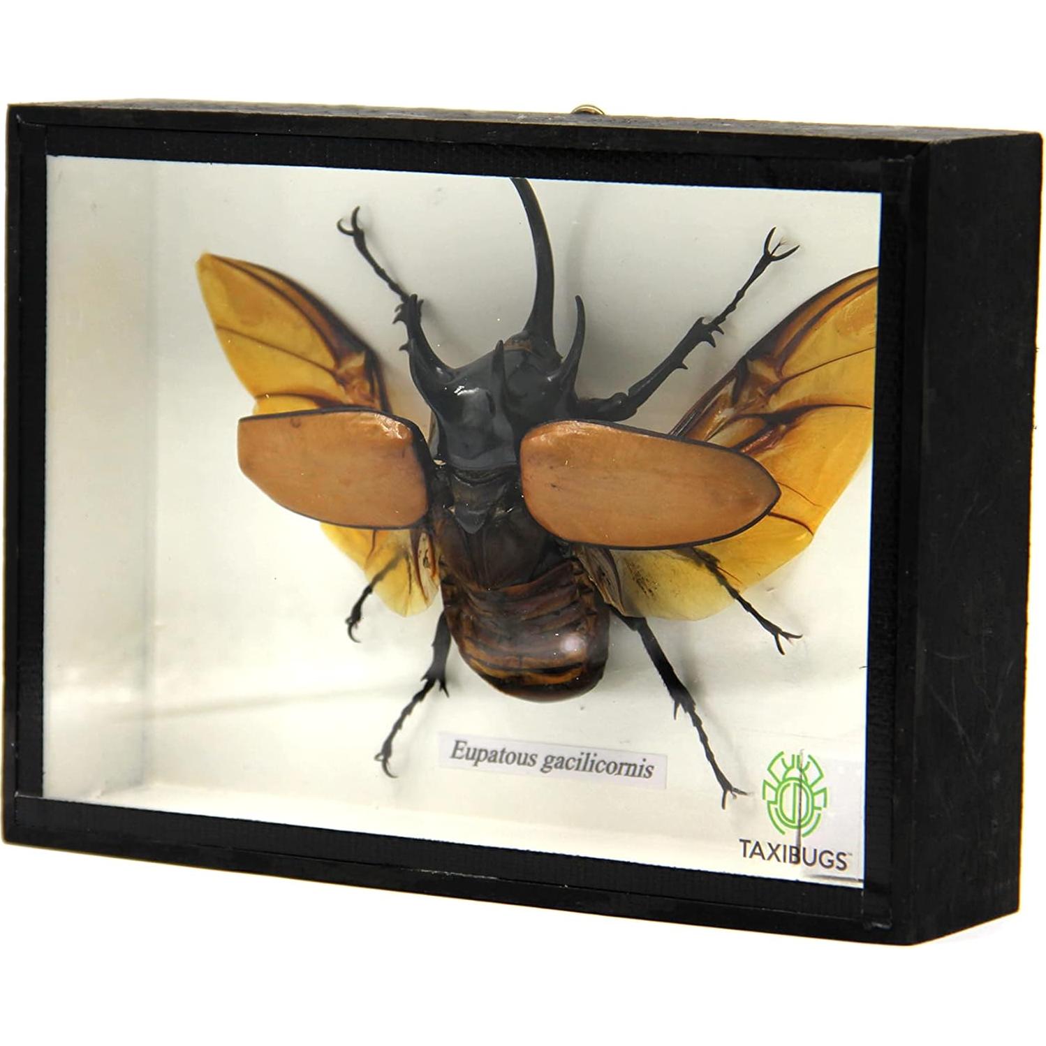 Escarabajo Real de 5 Cuernos TAXIBUGS en Caja de Madera Negra