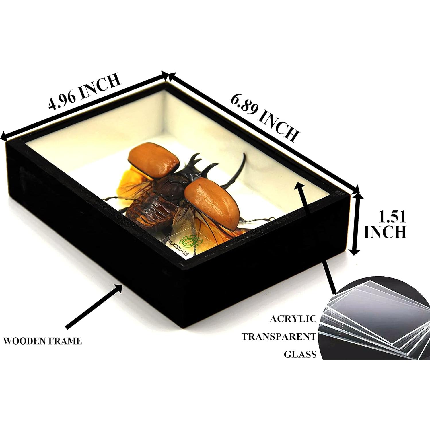 Escarabajo Real de 5 Cuernos TAXIBUGS en Caja de Madera Negra
