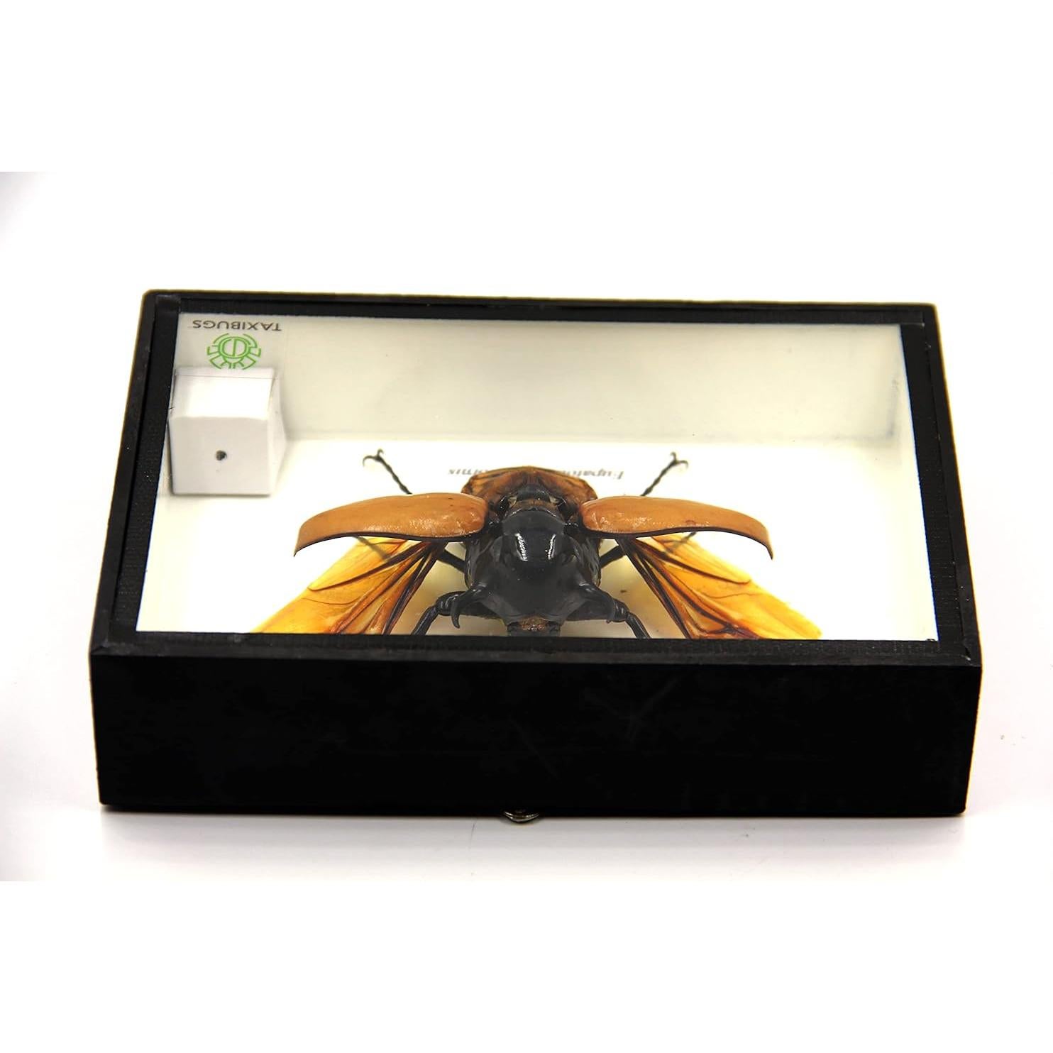 Escarabajo Real de 5 Cuernos TAXIBUGS en Caja de Madera Negra