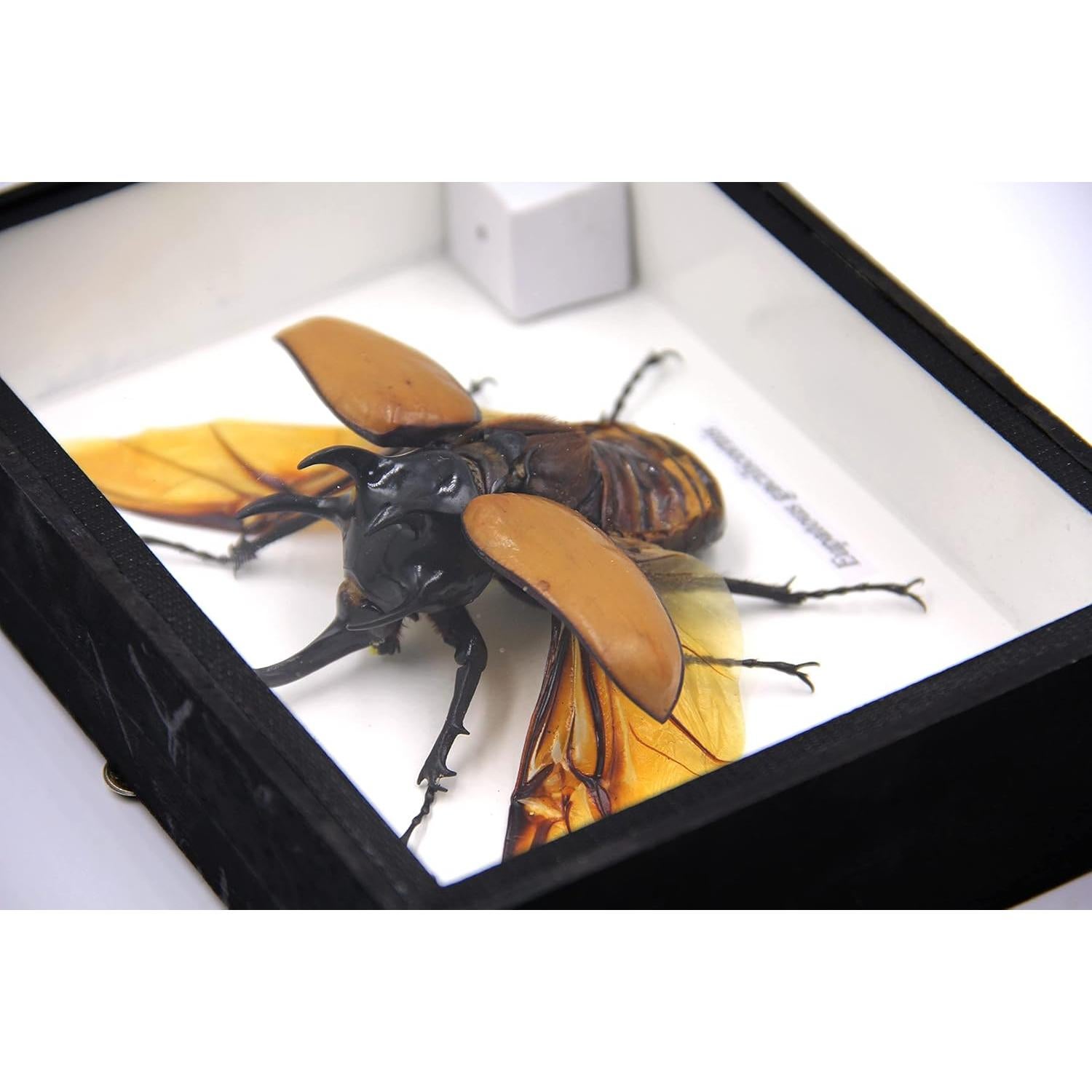 Escarabajo Real de 5 Cuernos TAXIBUGS en Caja de Madera Negra