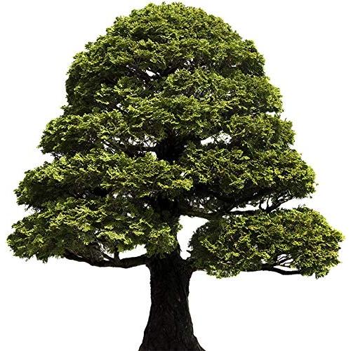 Aceite Esencial de Hinoki 100% Puro Silky Scents 5 ML