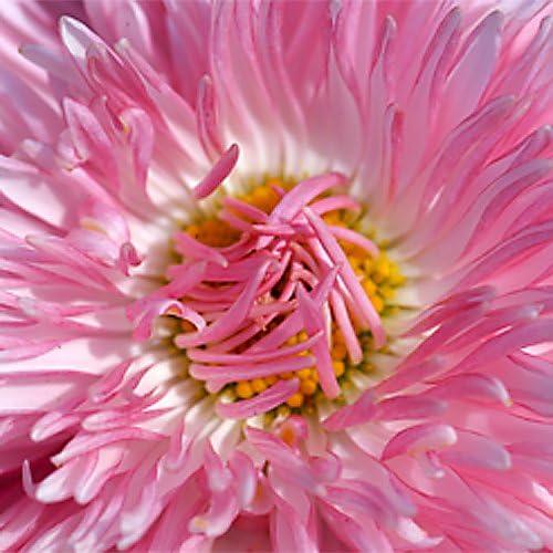 Adaptador Macro Inverso Fotodiox 58mm para Cámaras Sony A-Mount