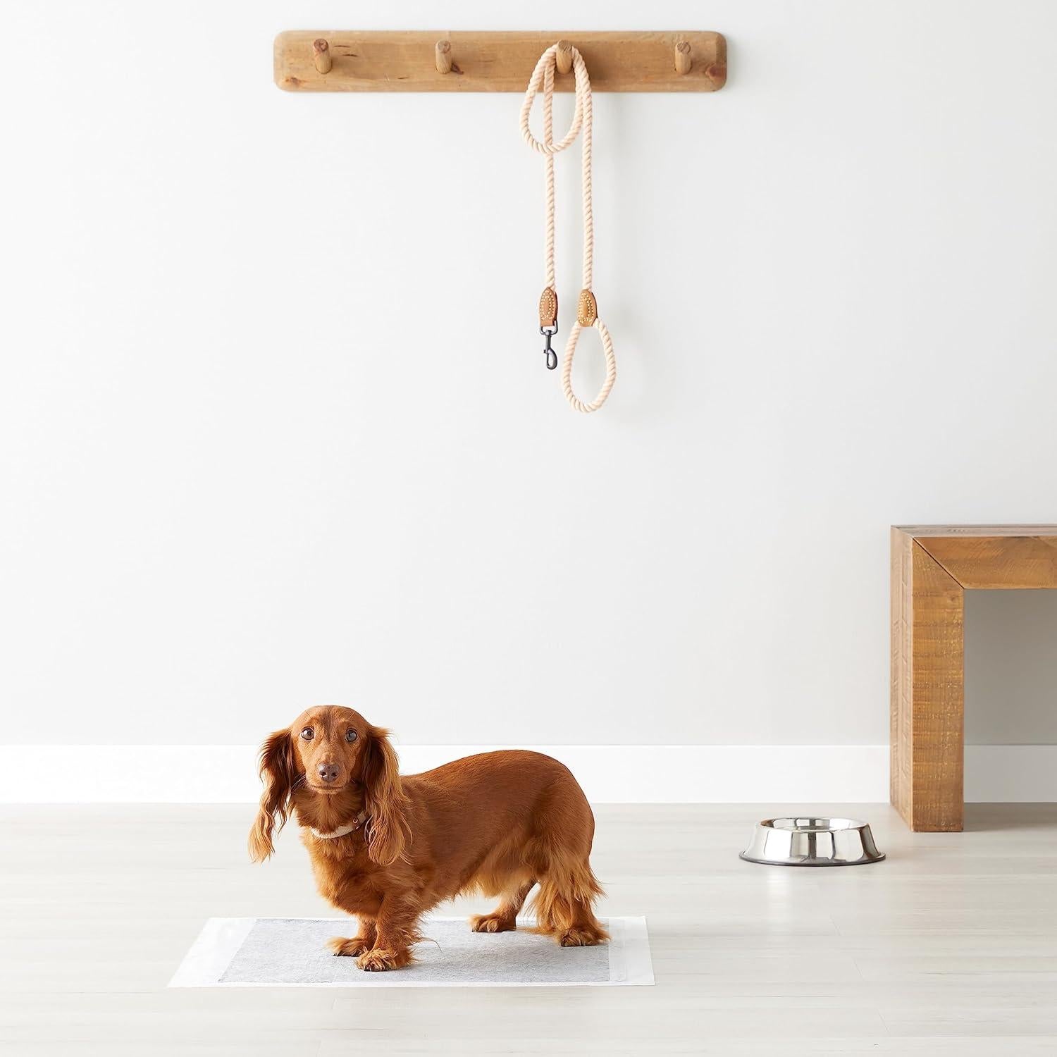 Almohadillas Entrenamiento Cachorros Amazon Basics 120 Pzas