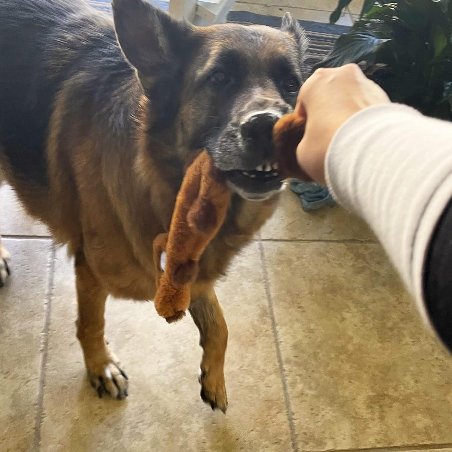 Juguete para Perros Jalousie 5 Pack Sonido Duradero