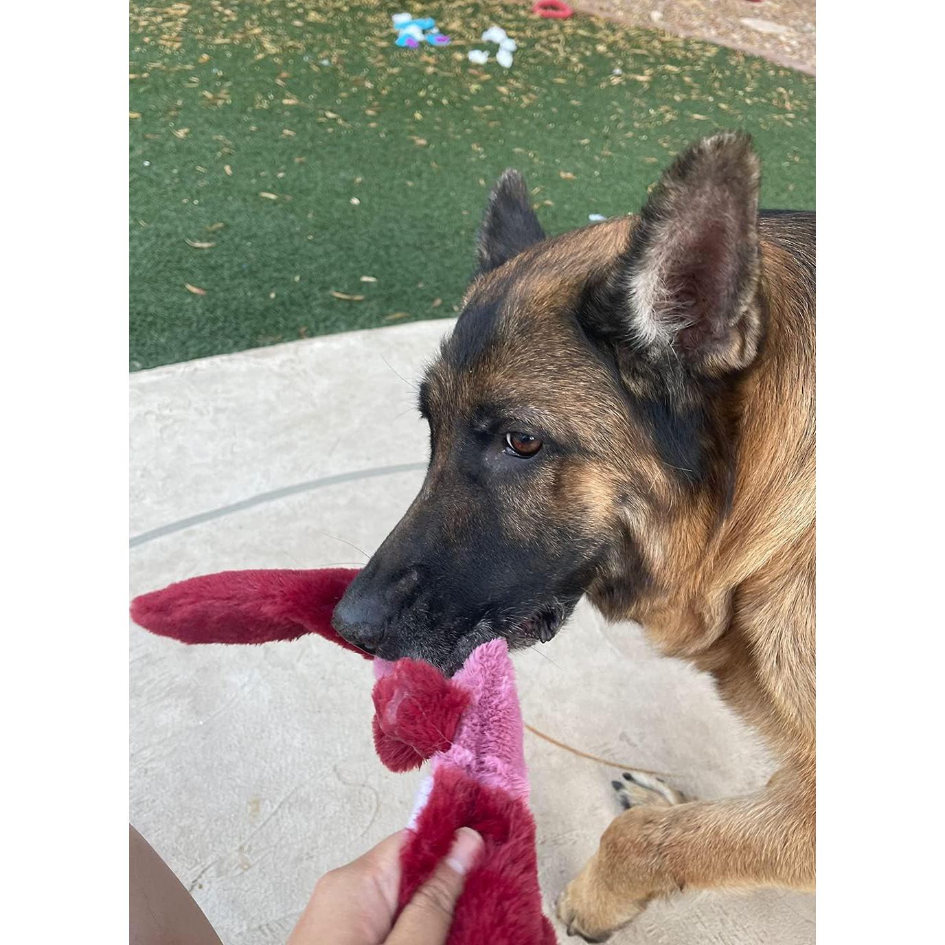 Juguete para Perros Jalousie 5 Pack Sonido Duradero