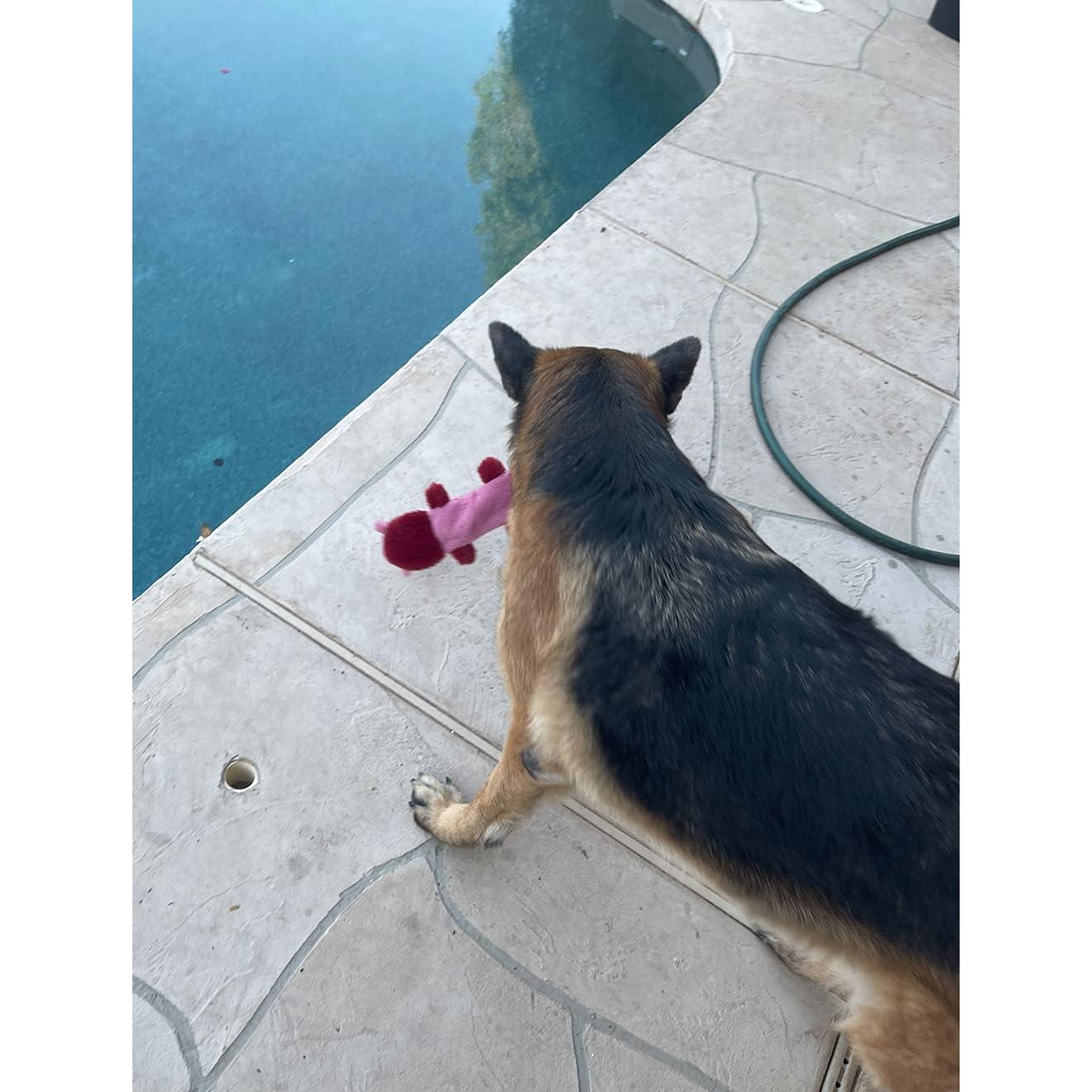 Juguete para Perros Jalousie 5 Pack Sonido Duradero