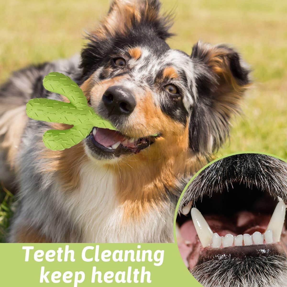 MewaJump Juguete para Perros Cactus Caucho Dental Verde