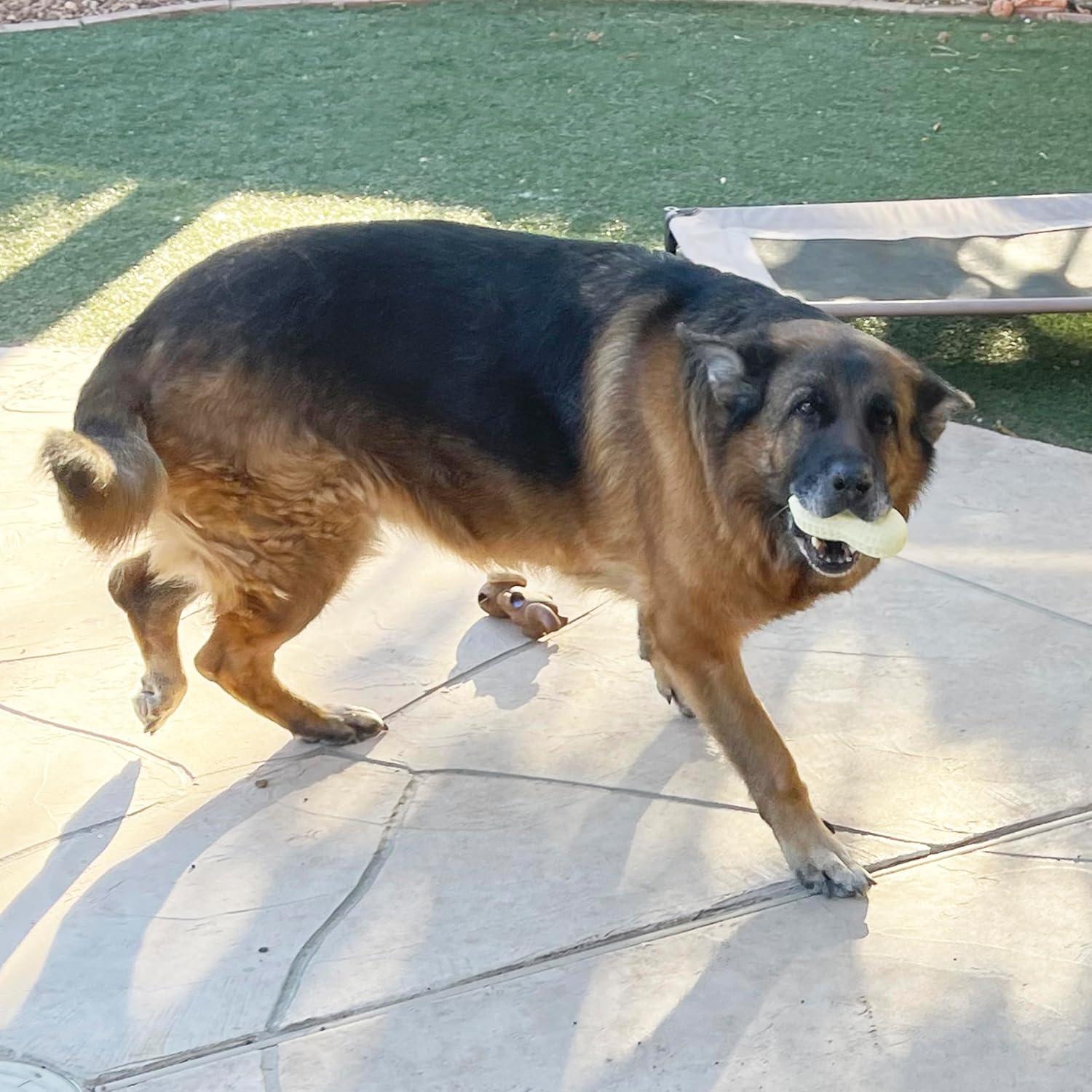 Cesta de Regalo para Perros Jalousie 24 Piezas Multicolor