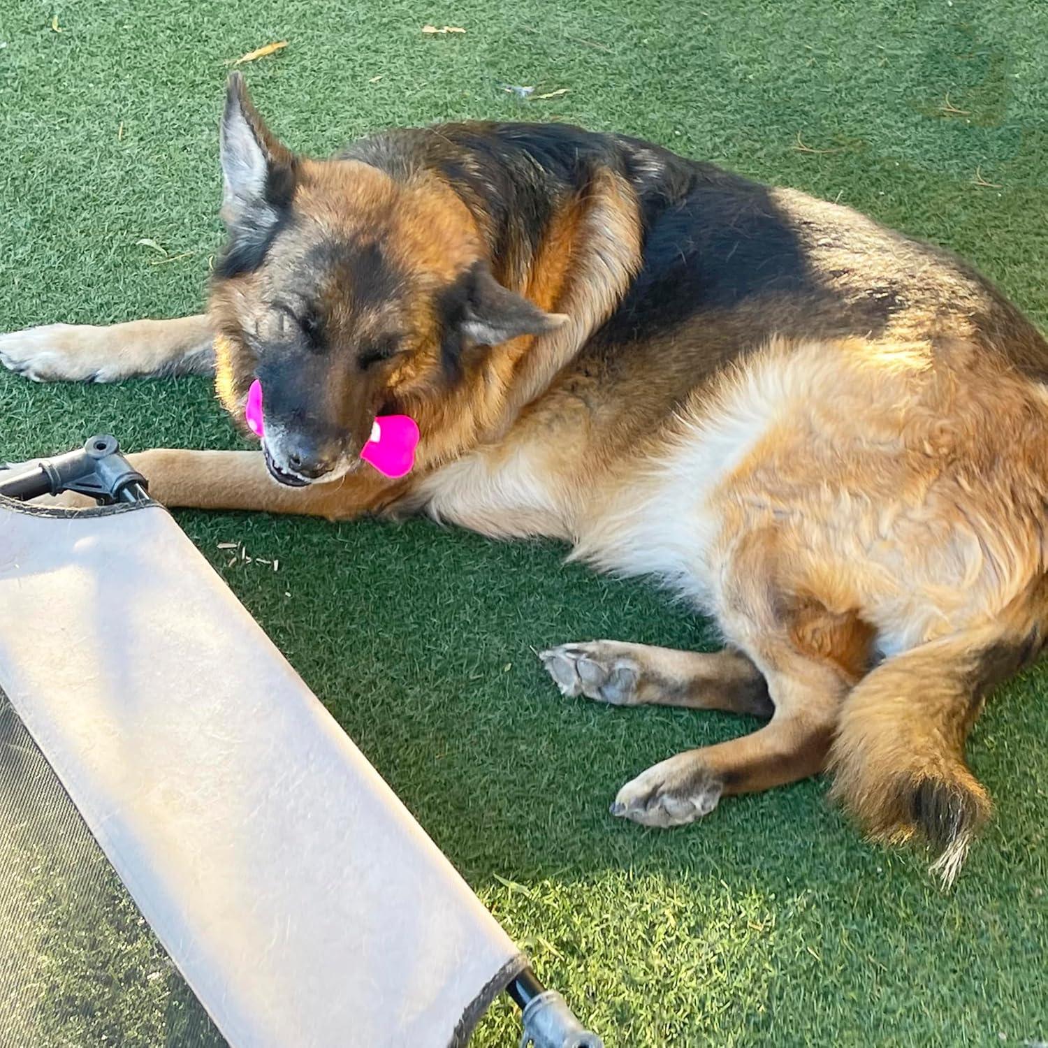 Cesta de Regalo para Perros Jalousie 24 Piezas Multicolor