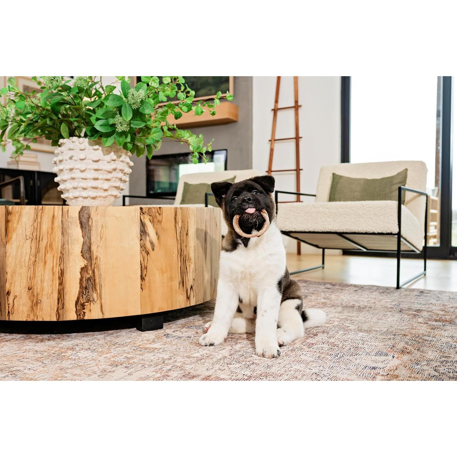 Anillo de Dentición N-Bone Sabor Calabaza 6 Paquete 24.77x8.26cm