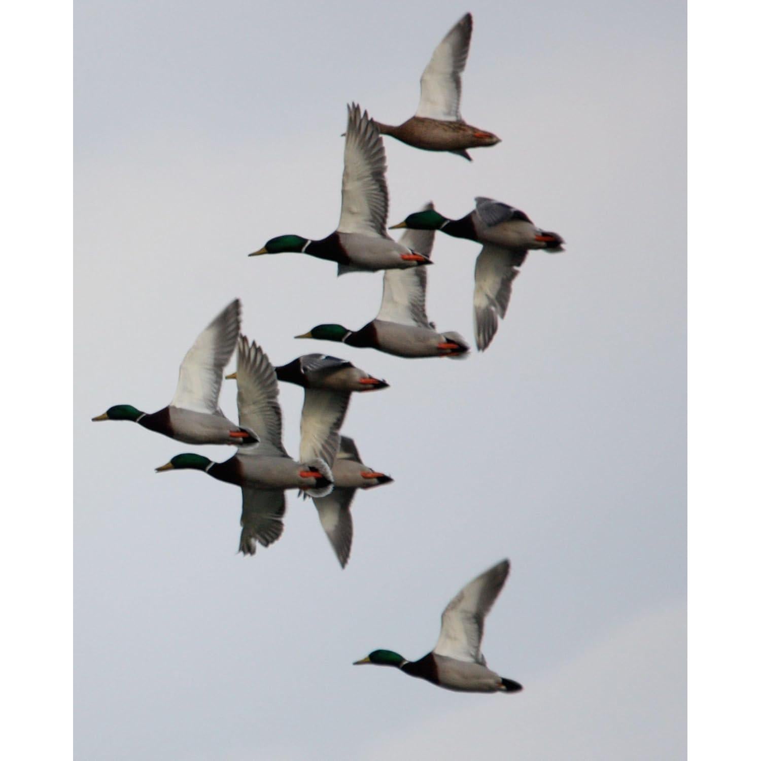 Llamador de Patos Primos 805 Un Solo Lengüeta Multicolor