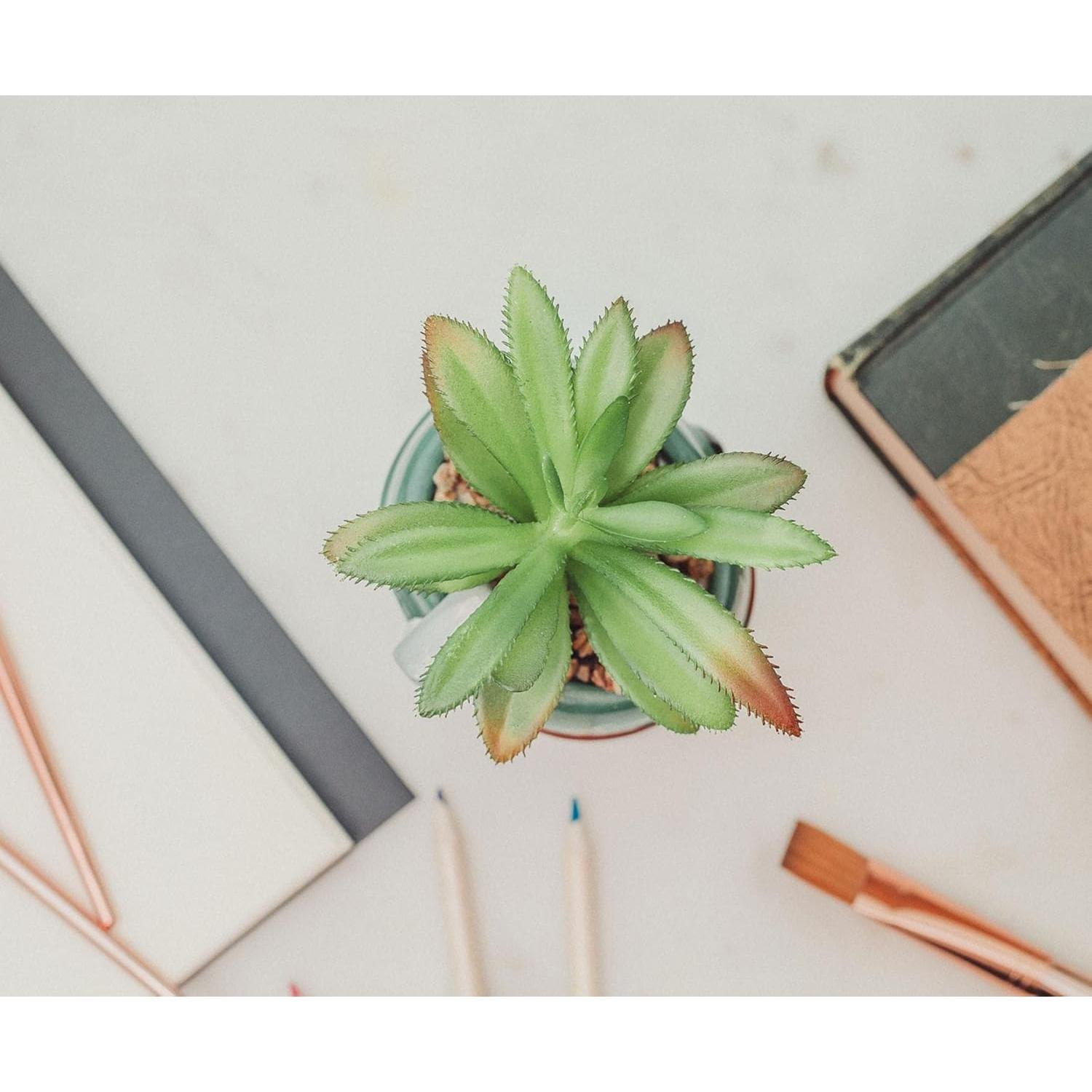 Maceta Cerámica Boba Fett 7,62 cm con Suculenta Artificial