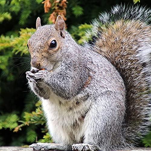 Silbato de Ardilla Haydel's Game Calls 16.7x8.6 cm