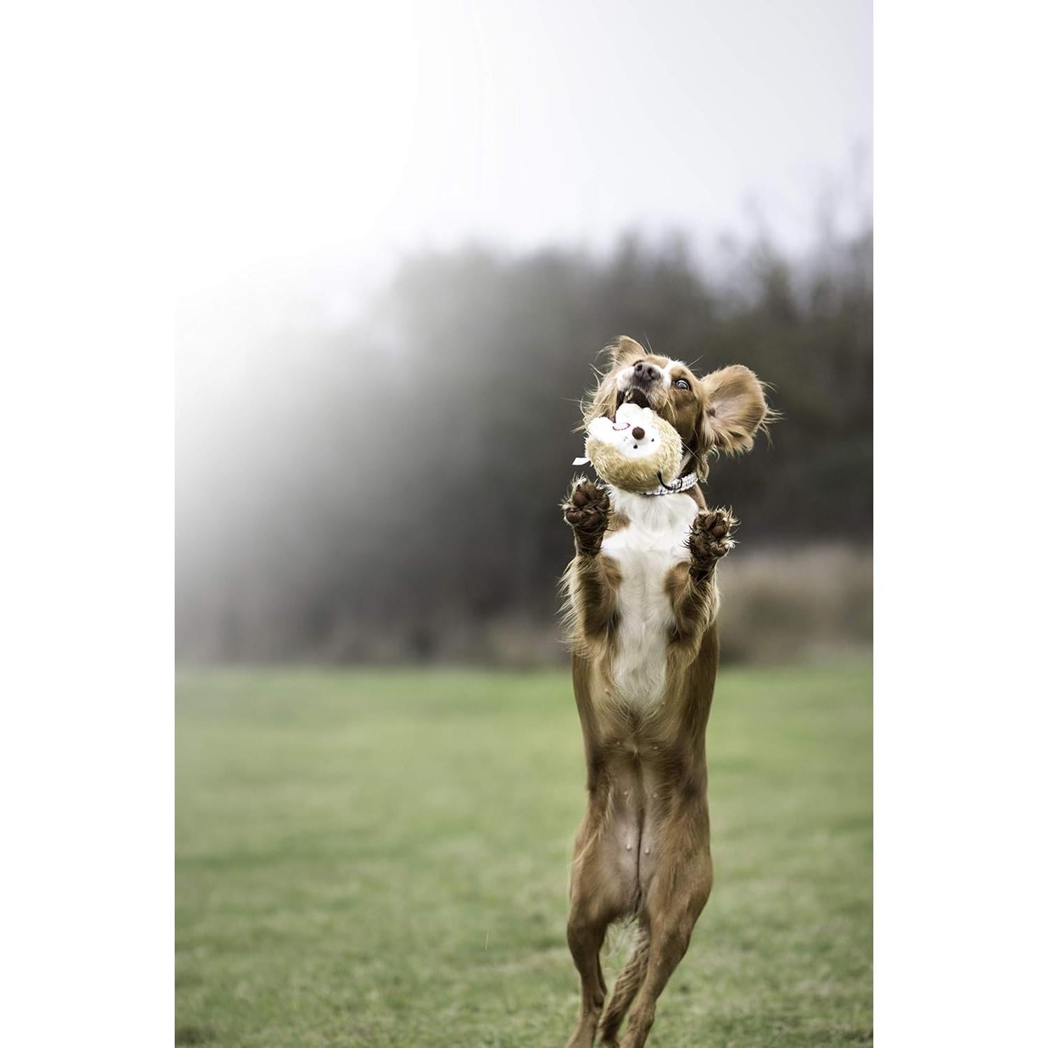 Juguete Interactivo de Peluche Pet Qwerks Erizo 11.4 cm