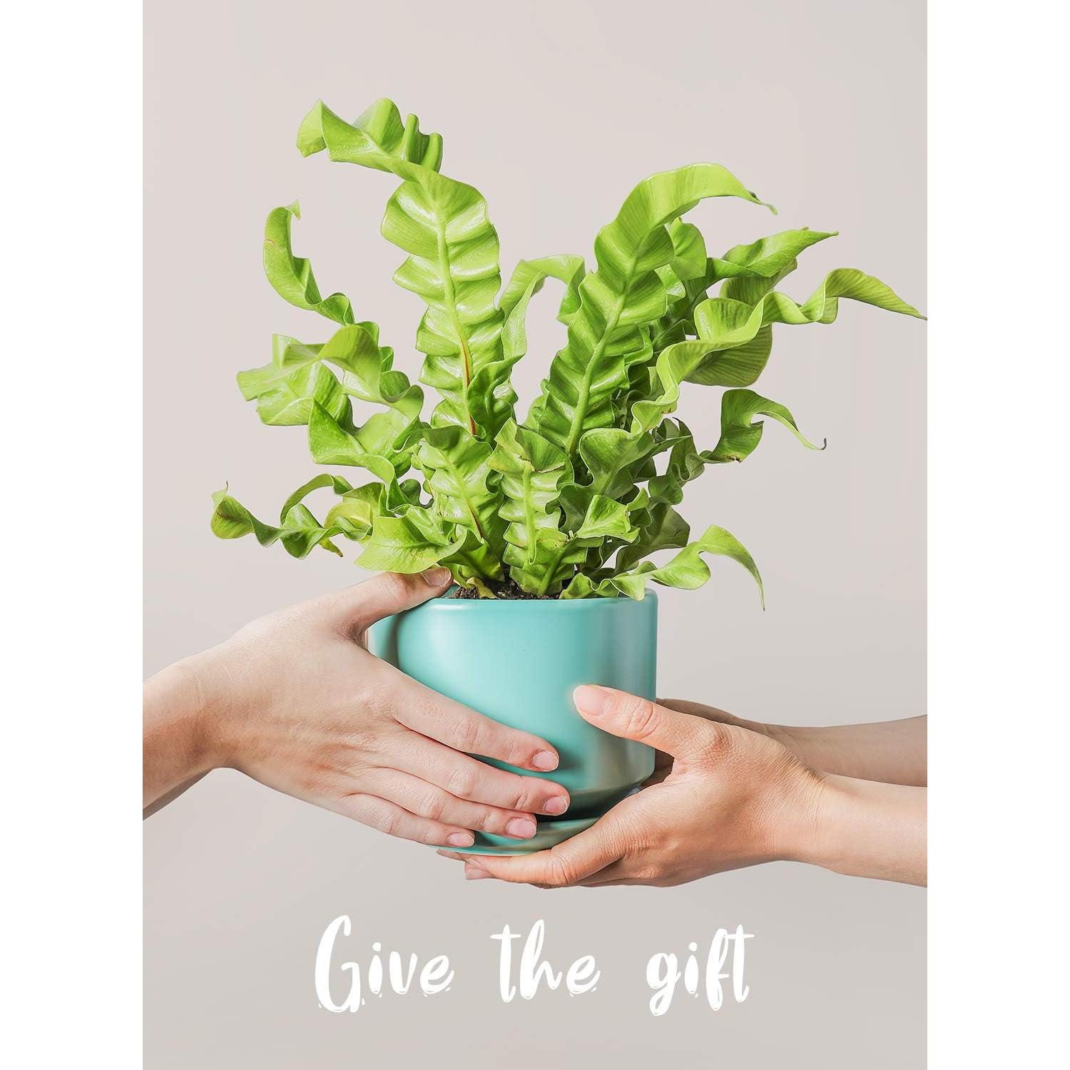 Set de 3 Macetas de Cerámica LE TAUCI 10.9-17.3 cm Aqua