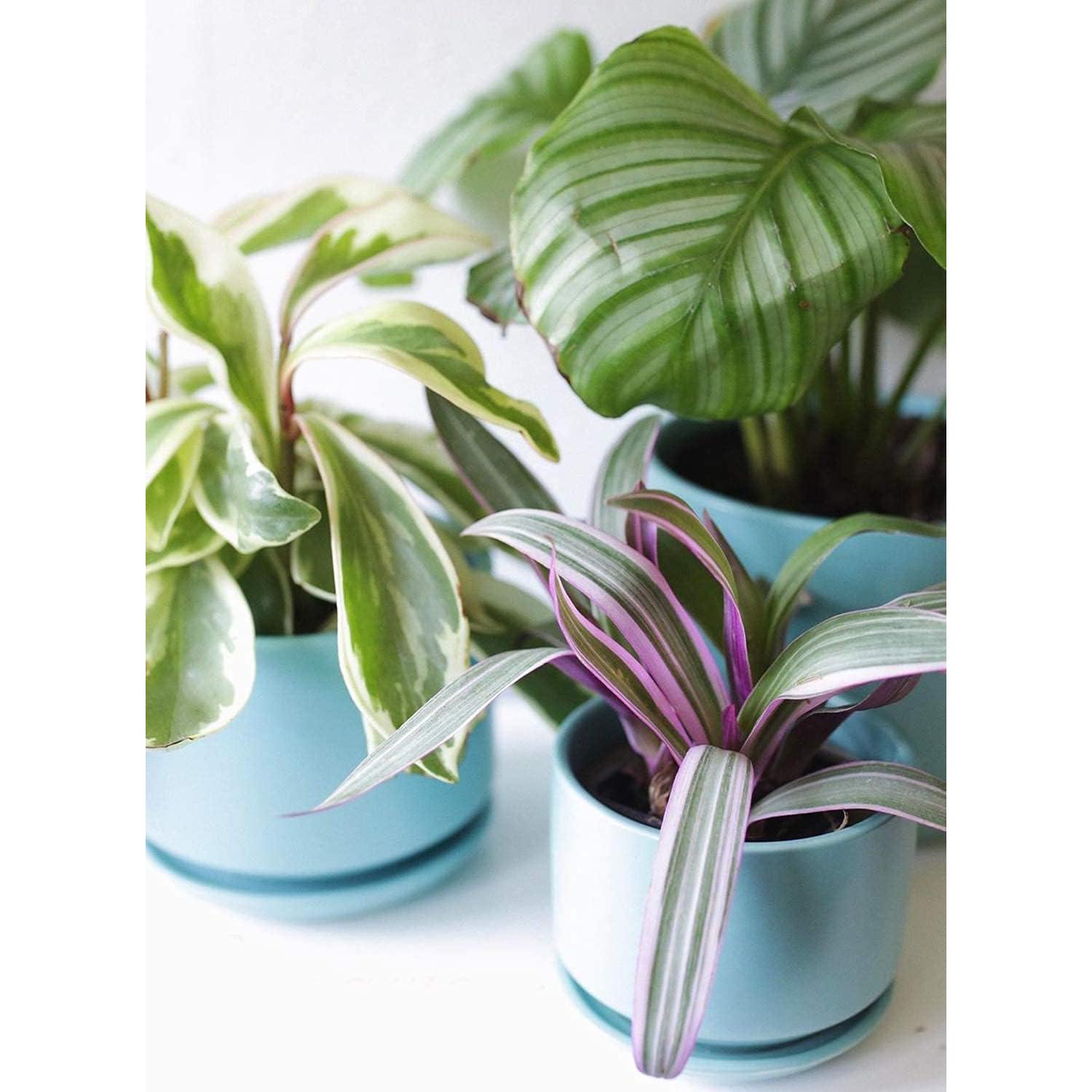 Set de 3 Macetas de Cerámica LE TAUCI 10.9-17.3 cm Aqua