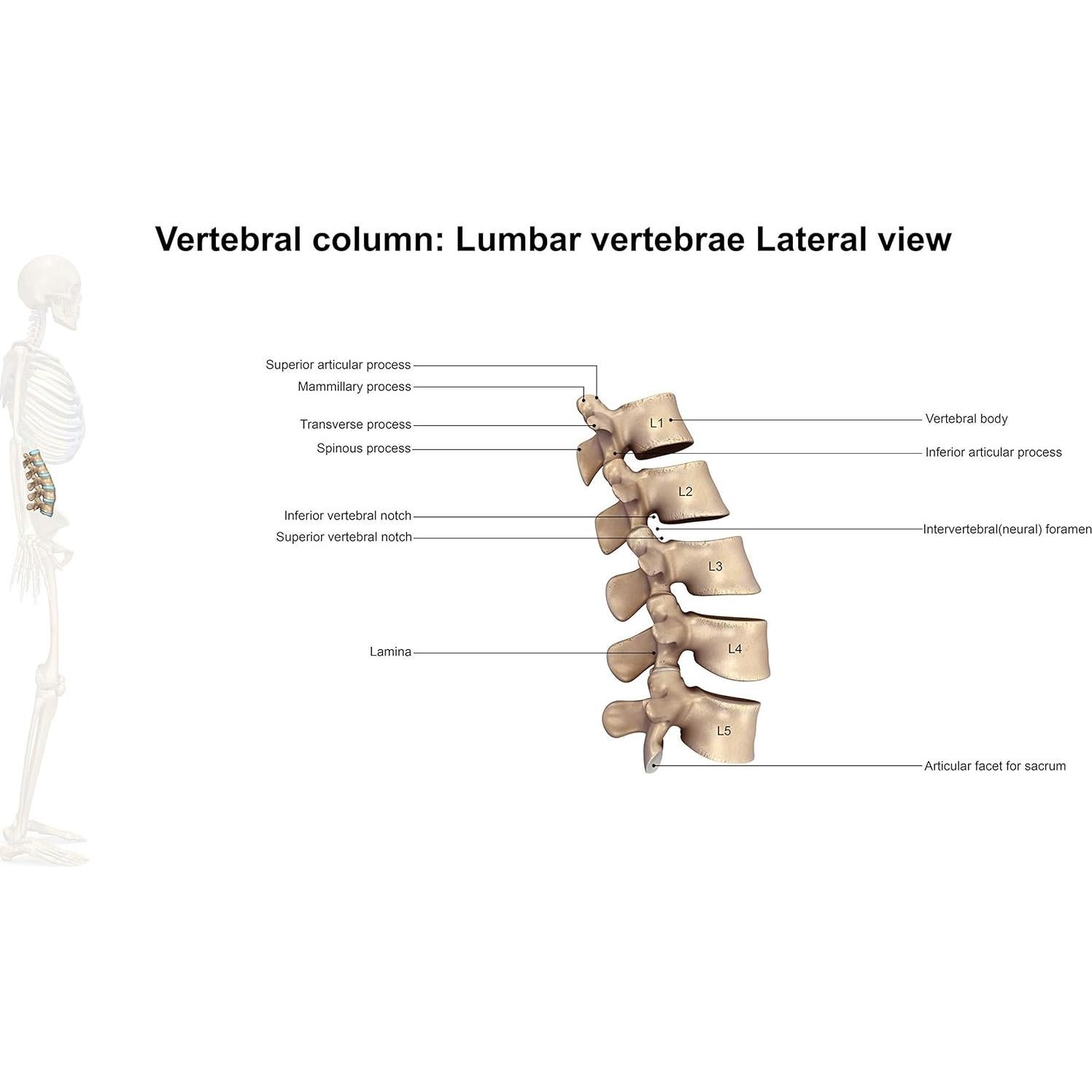 Almohada Lumbar Samsonite SA6018 Espuma de Memoria 19.69x40.01cm
